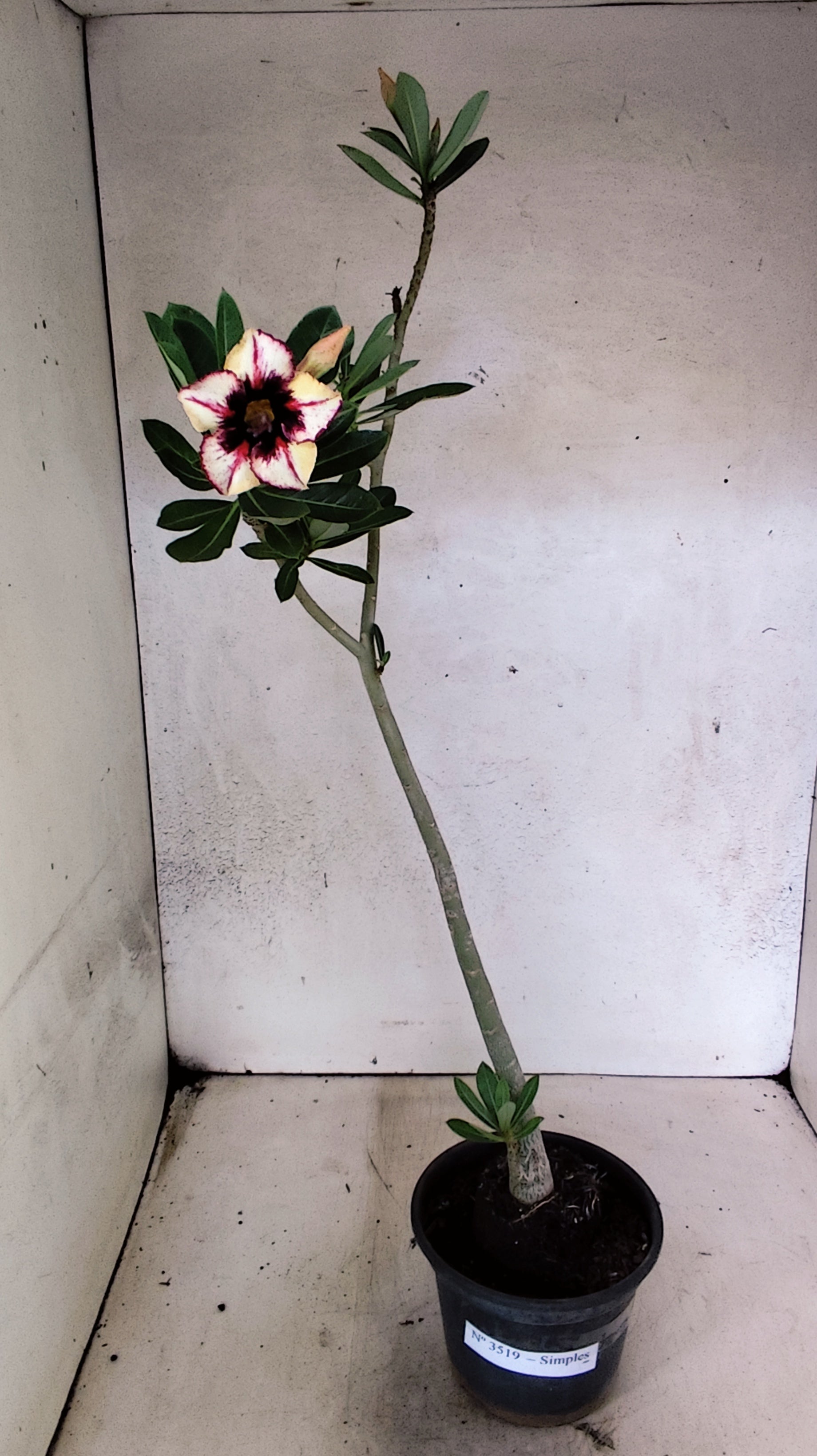 Planta Simples 3519 – 35cm – 02 anos
