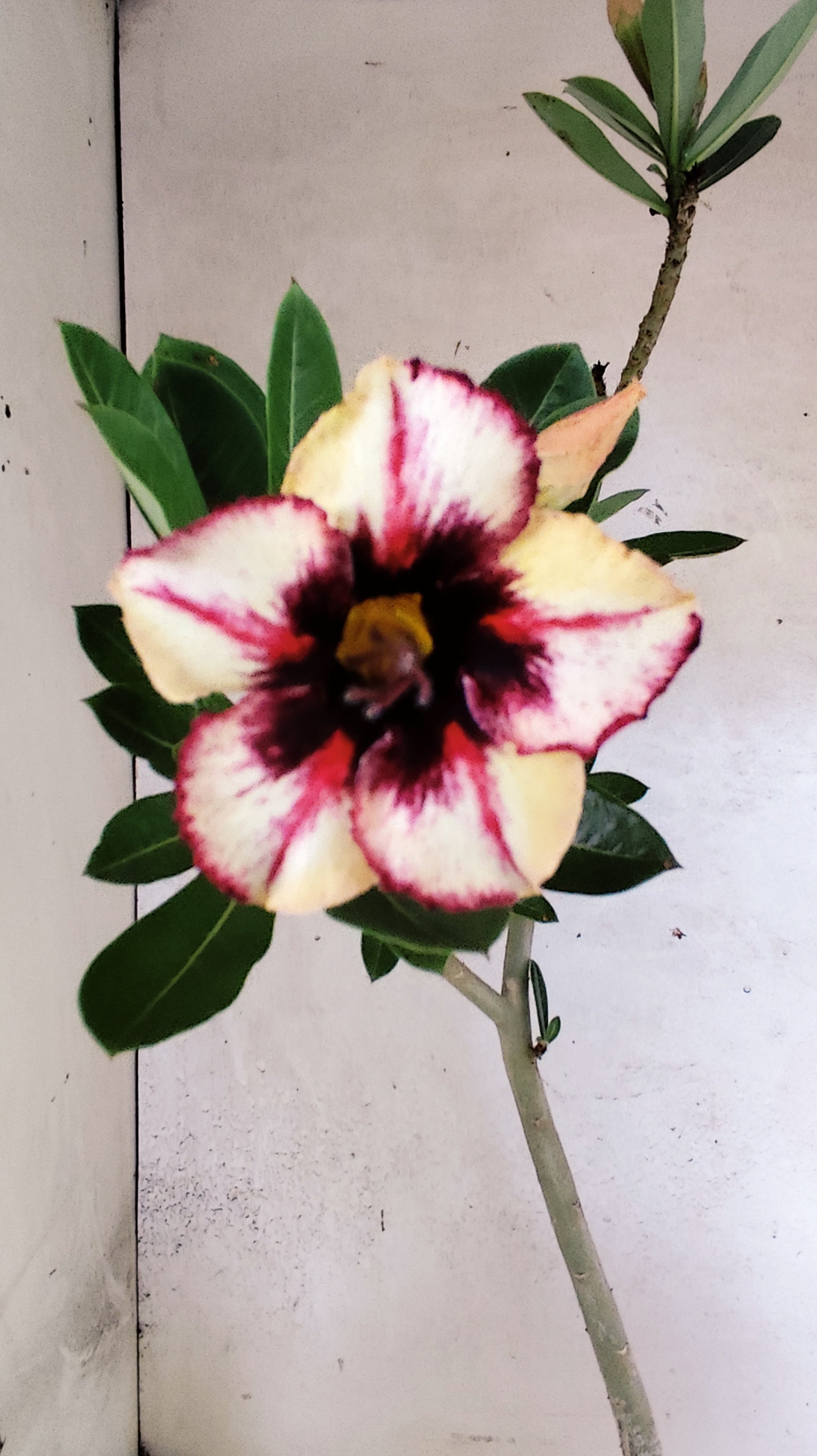 Planta Simples 3519 – 35cm – 02 anos