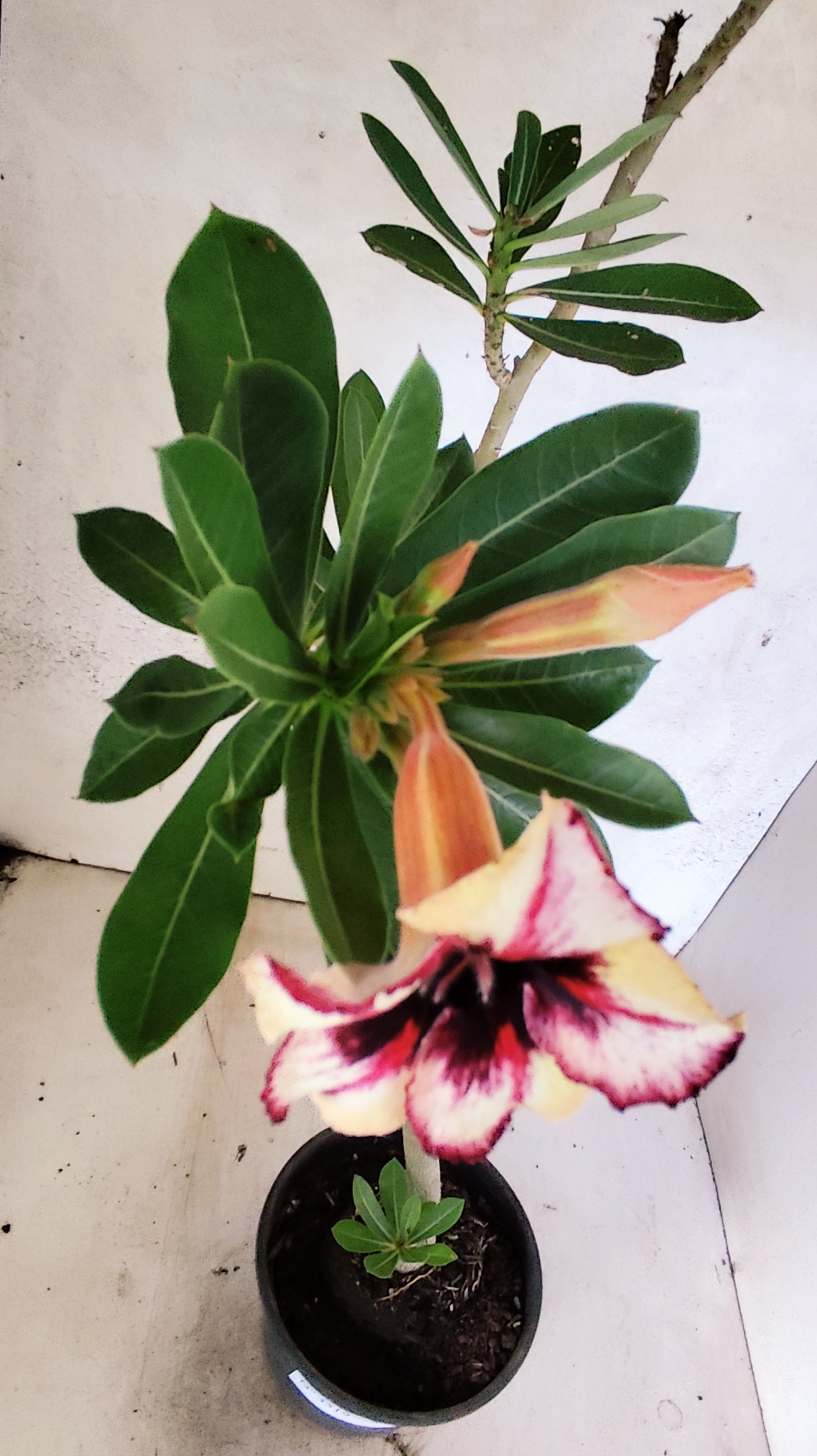 Planta Simples 3519 – 35cm – 02 anos