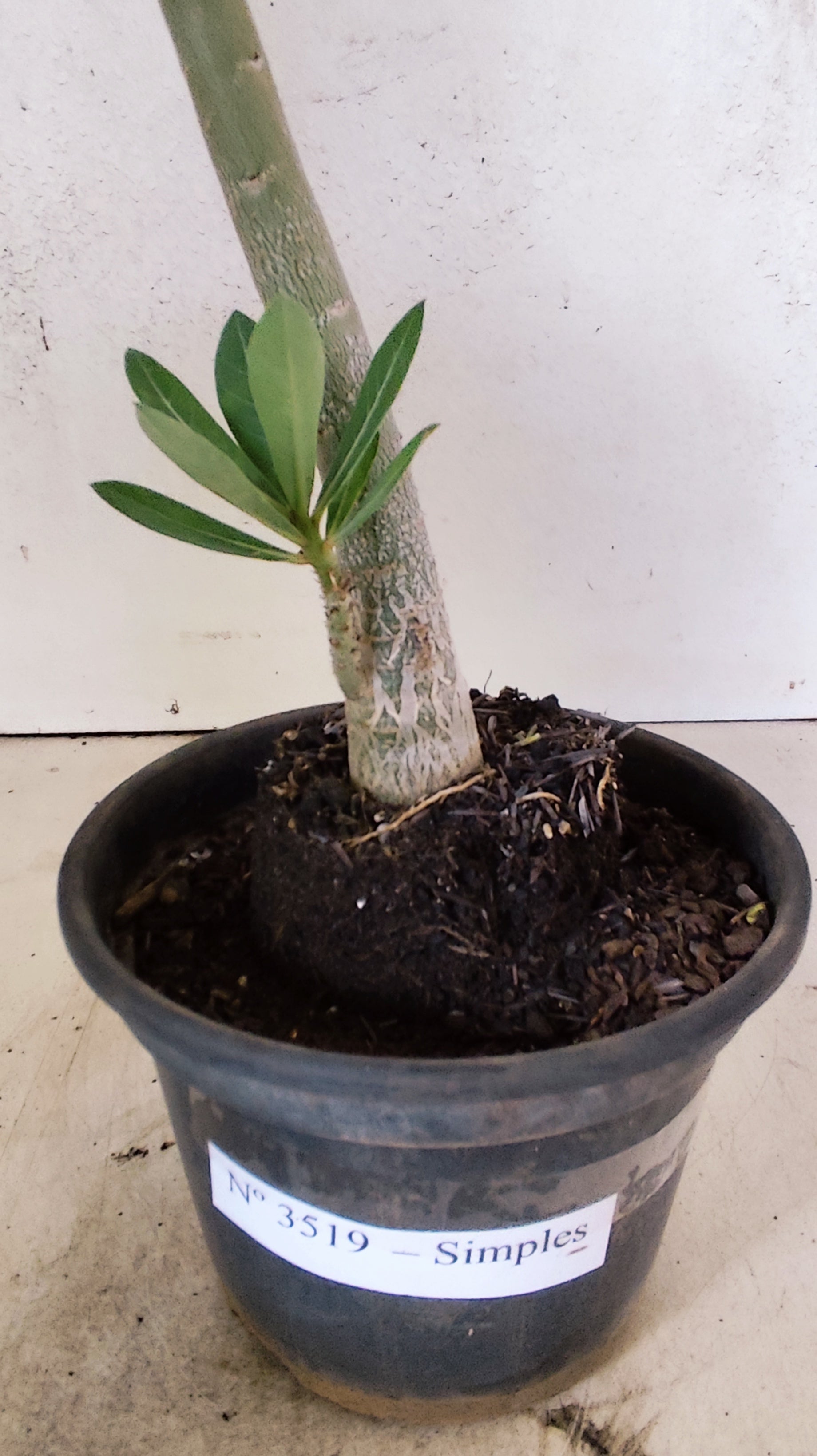 Planta Simples 3519 – 35cm – 02 anos