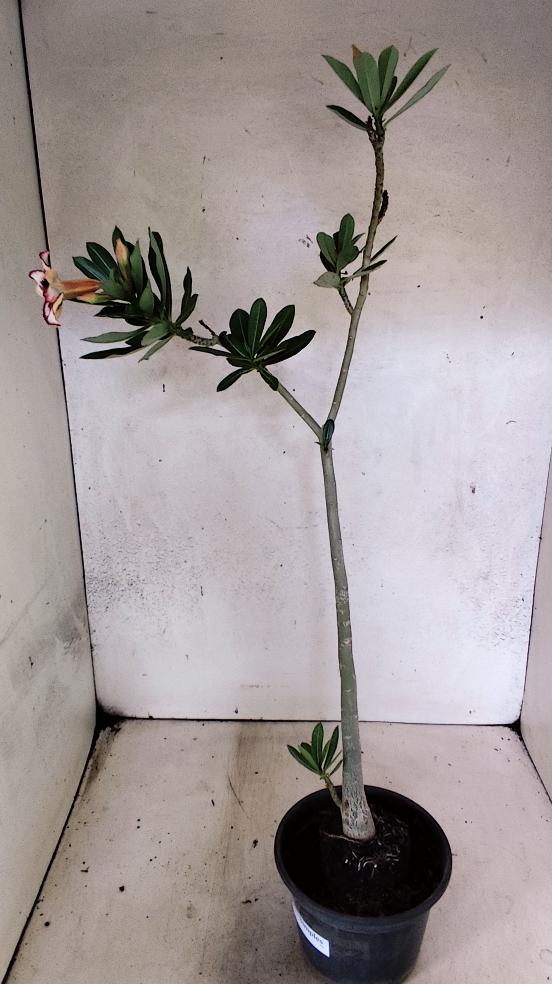 Planta Simples 3519 – 35cm – 02 anos