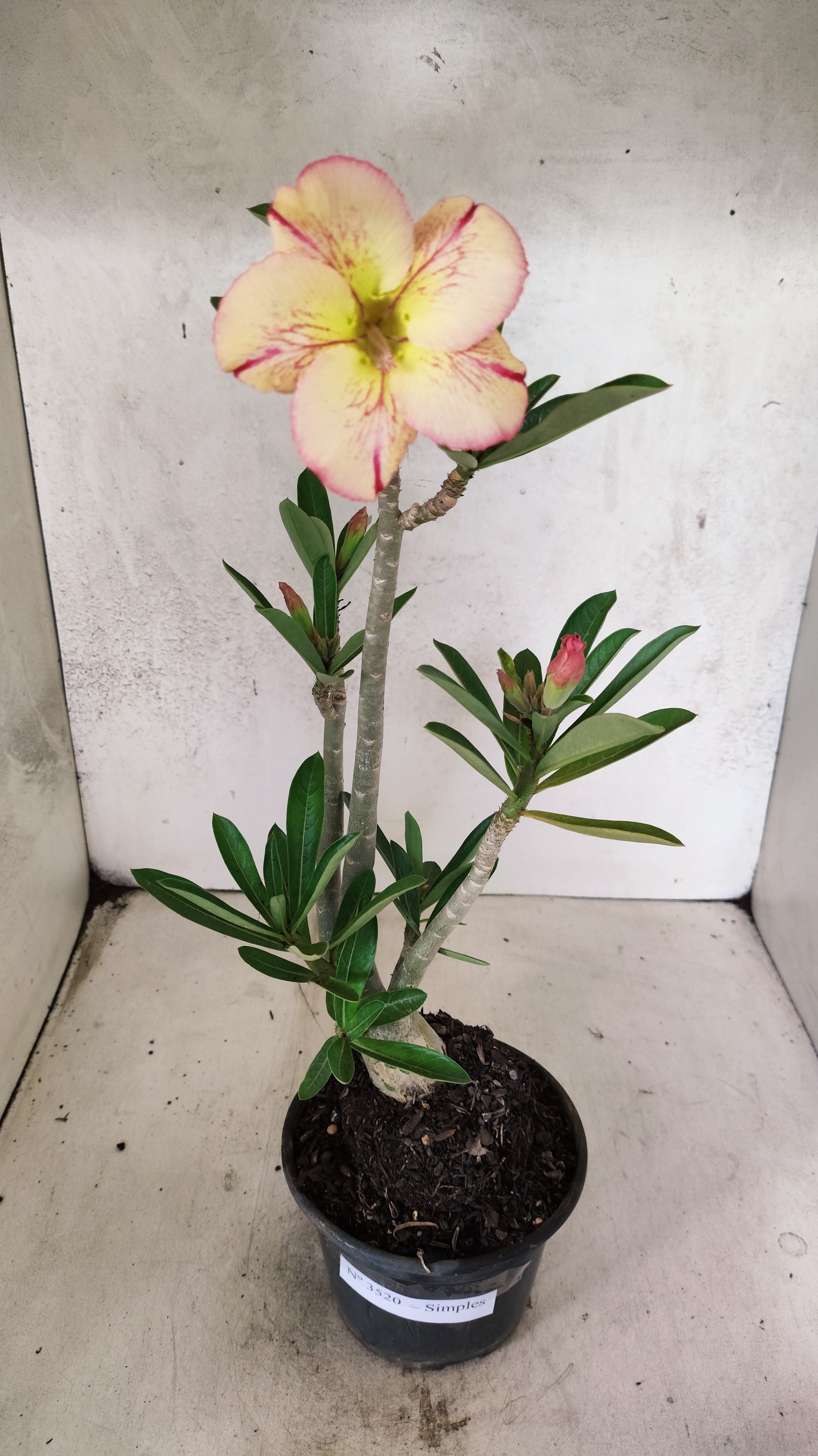 Planta Simples 3520 – 35cm – 03 anos