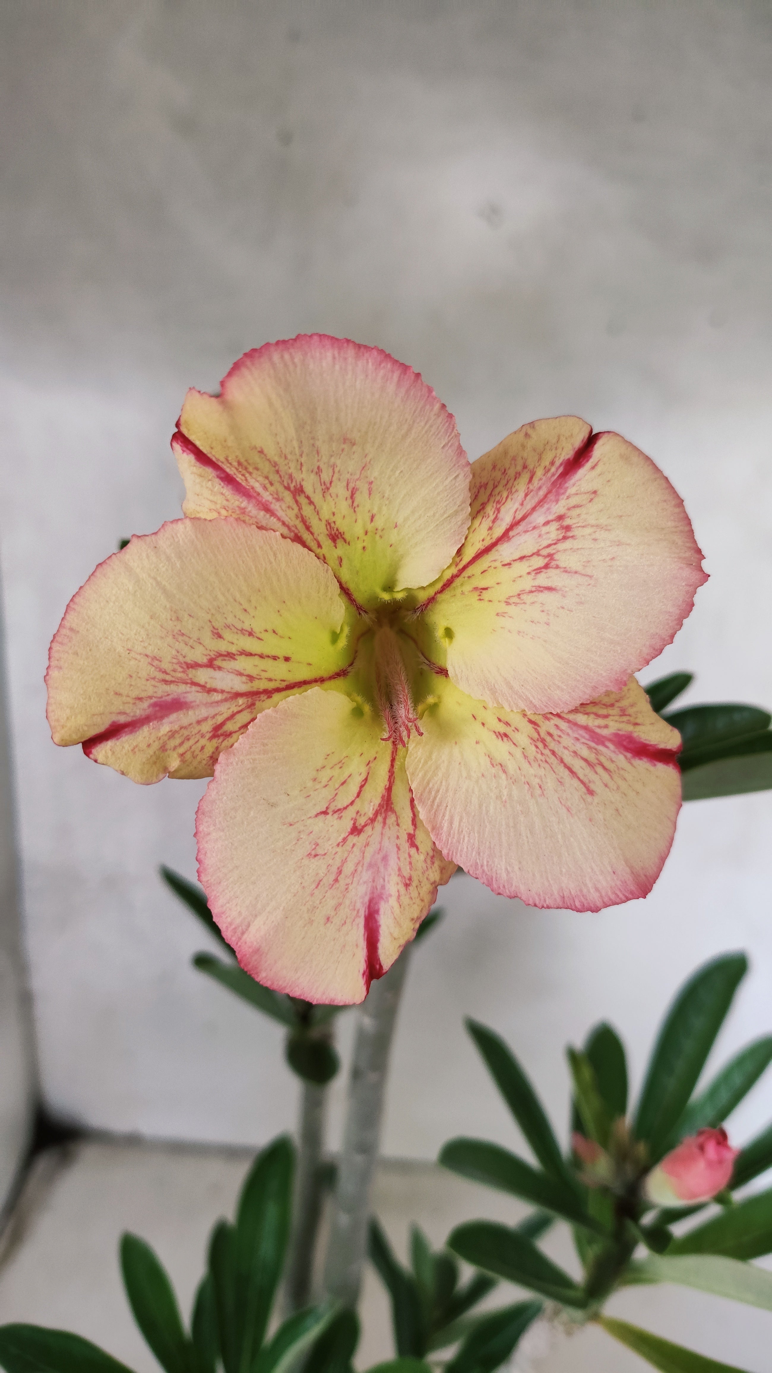 Planta Simples 3520 – 35cm – 03 anos