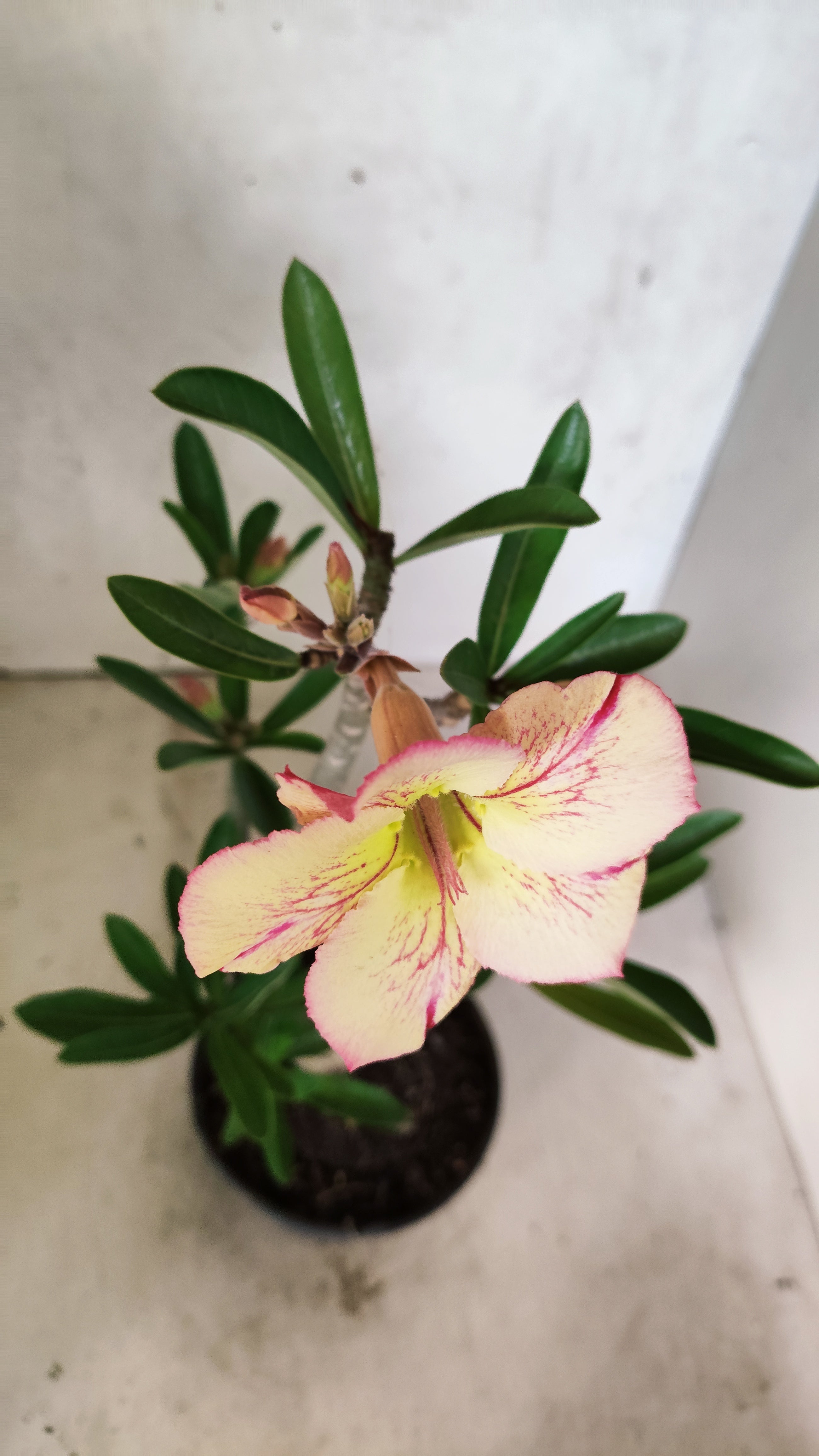 Planta Simples 3520 – 35cm – 03 anos
