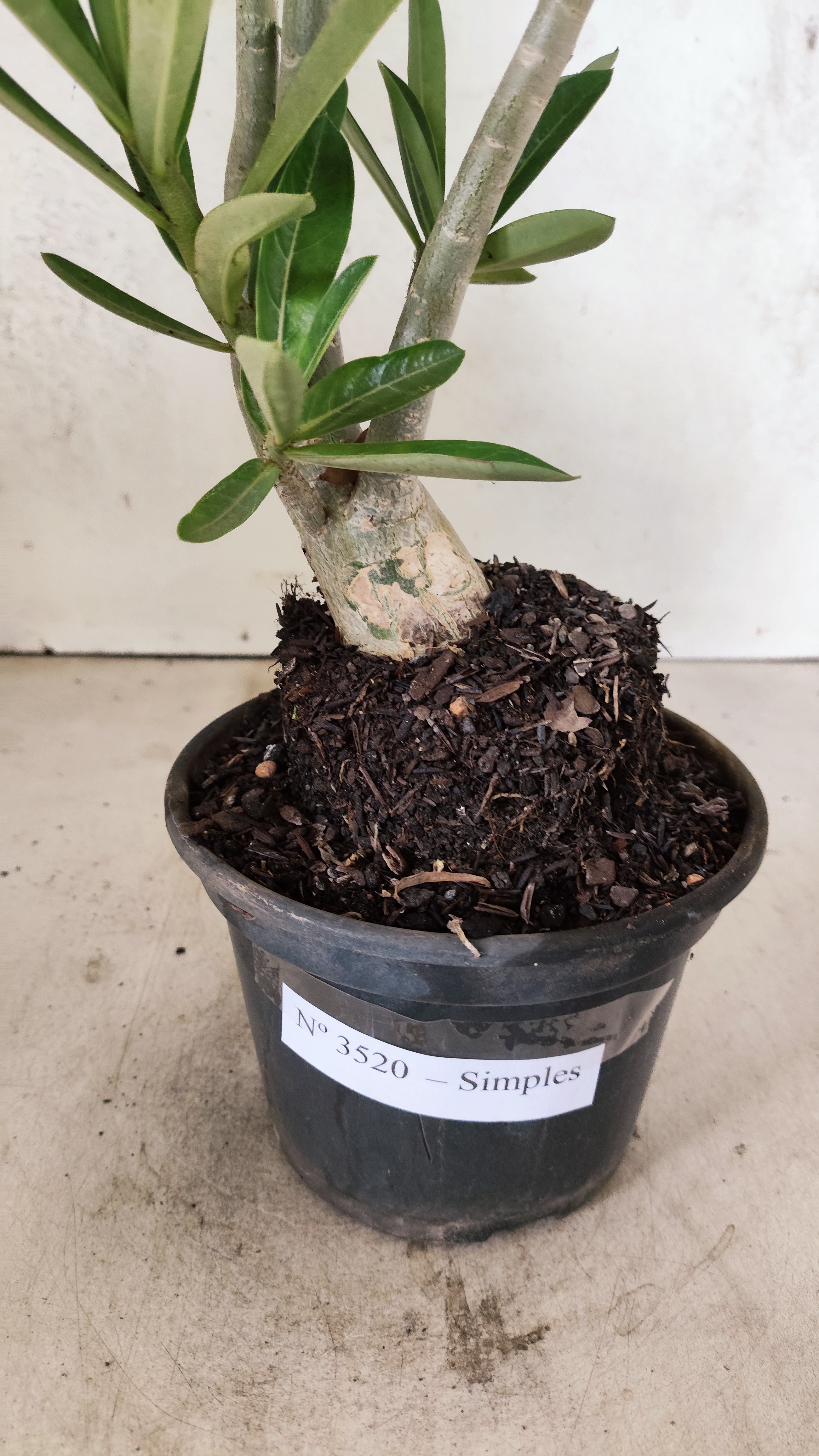 Planta Simples 3520 – 35cm – 03 anos