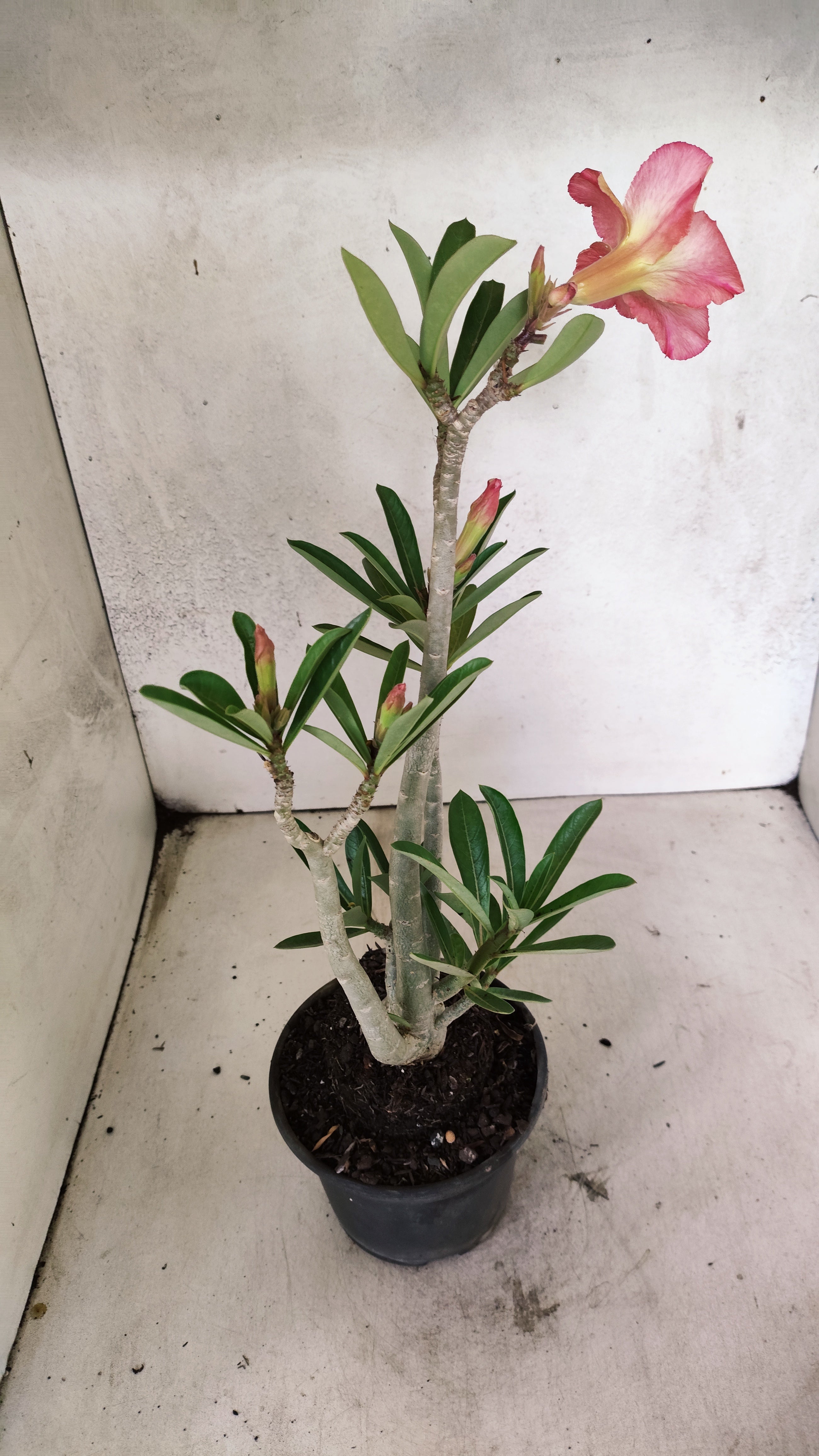 Planta Simples 3520 – 35cm – 03 anos