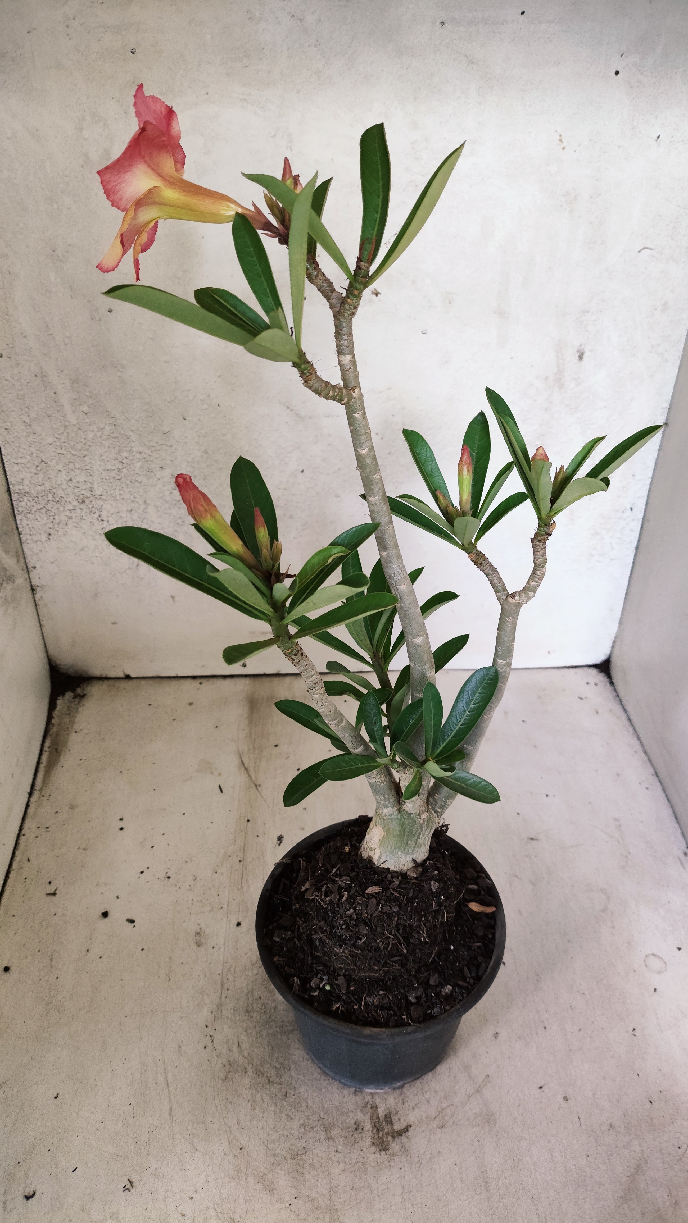 Planta Simples 3520 – 35cm – 03 anos