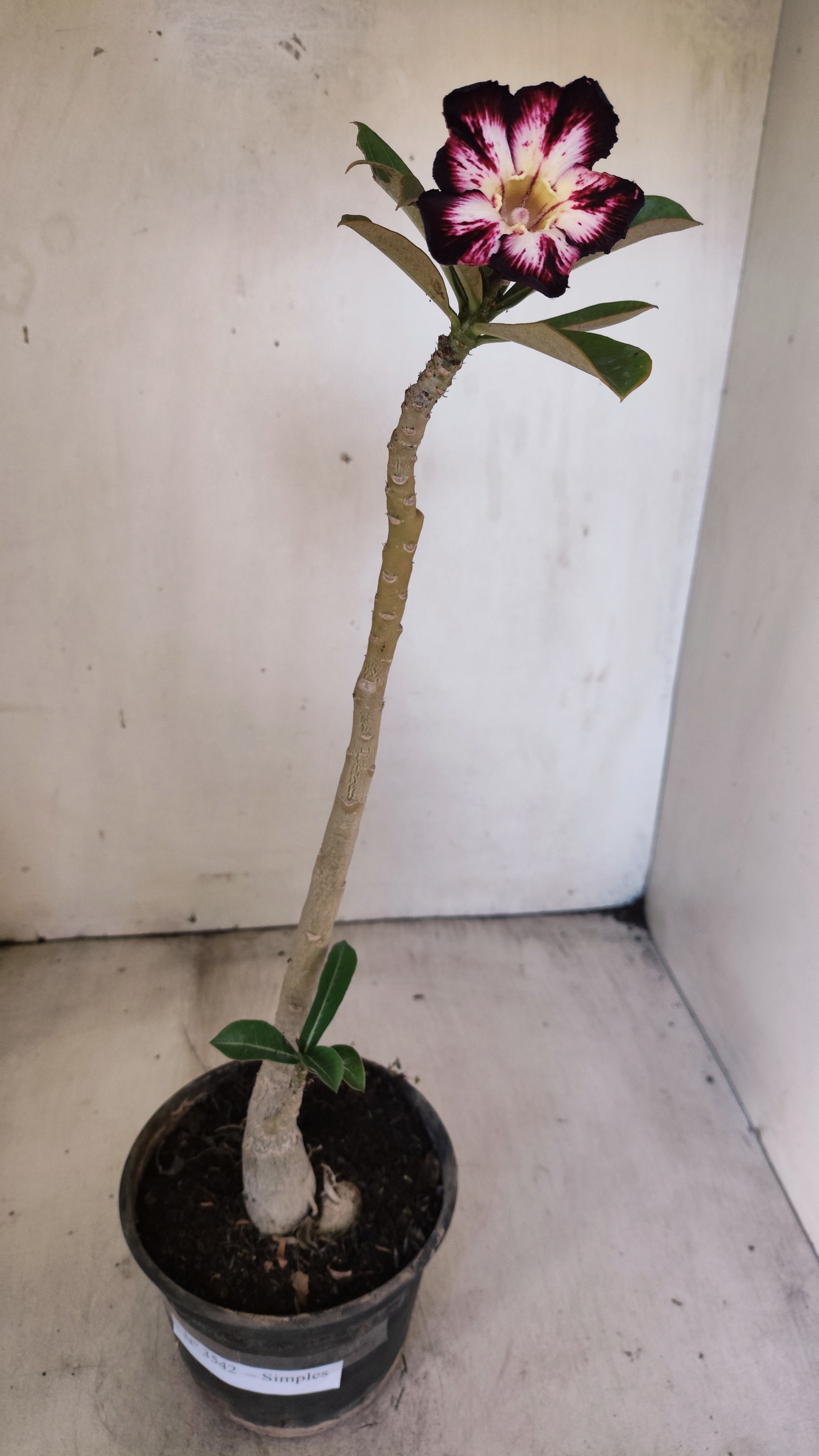 Planta Simples 3542 – 30cm – 02 anos
