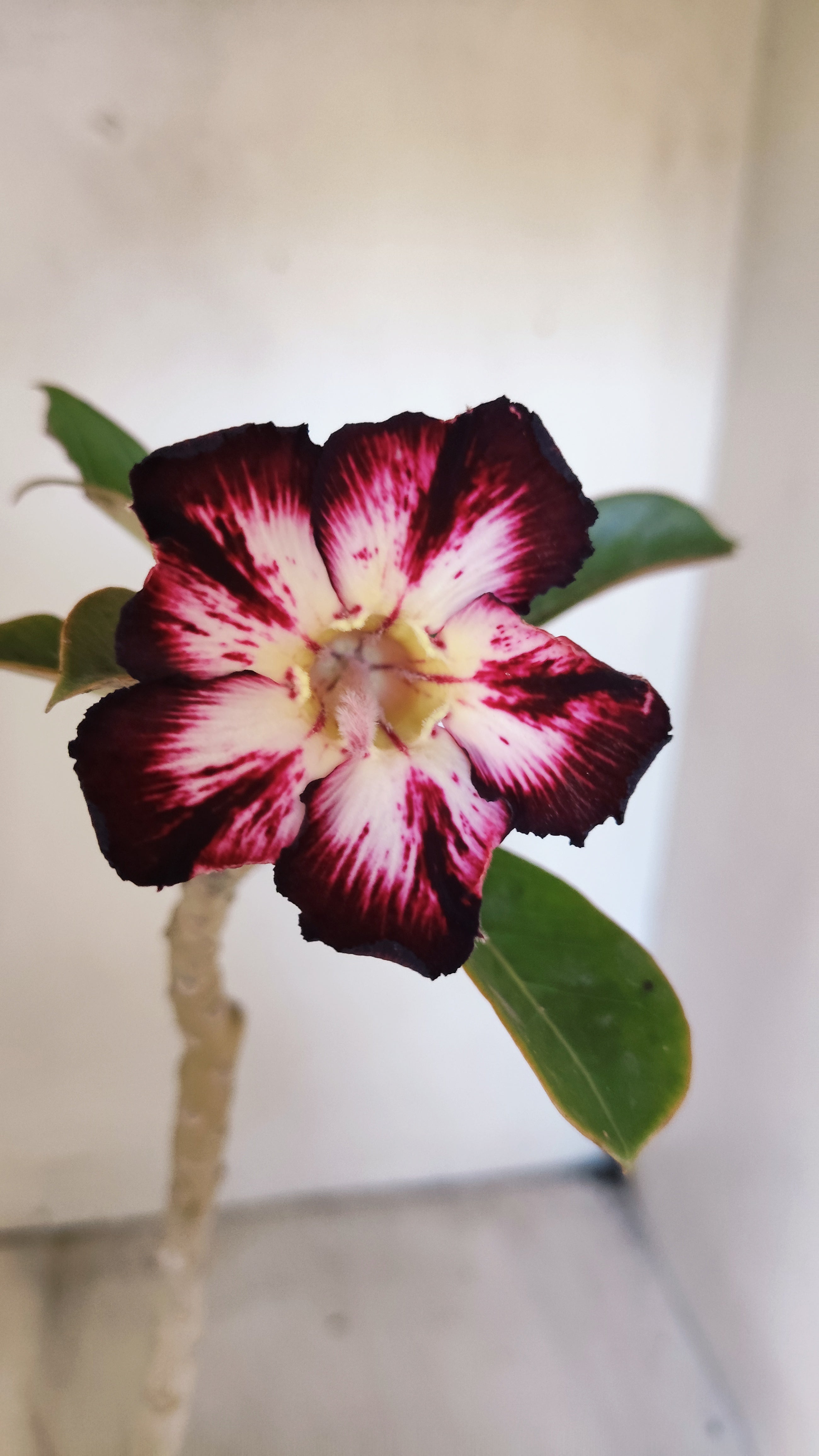 Planta Simples 3542 – 30cm – 02 anos