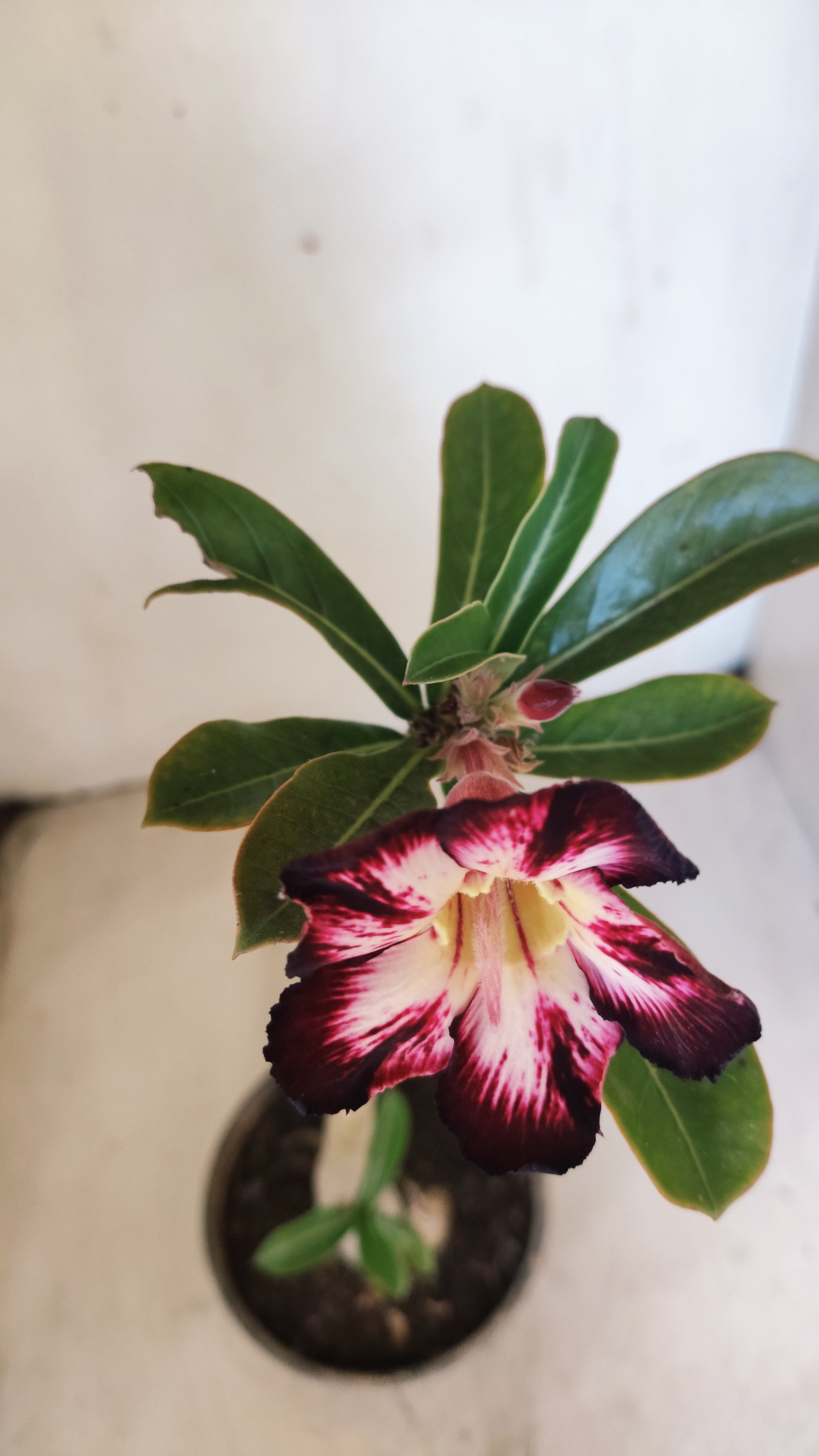 Planta Simples 3542 – 30cm – 02 anos