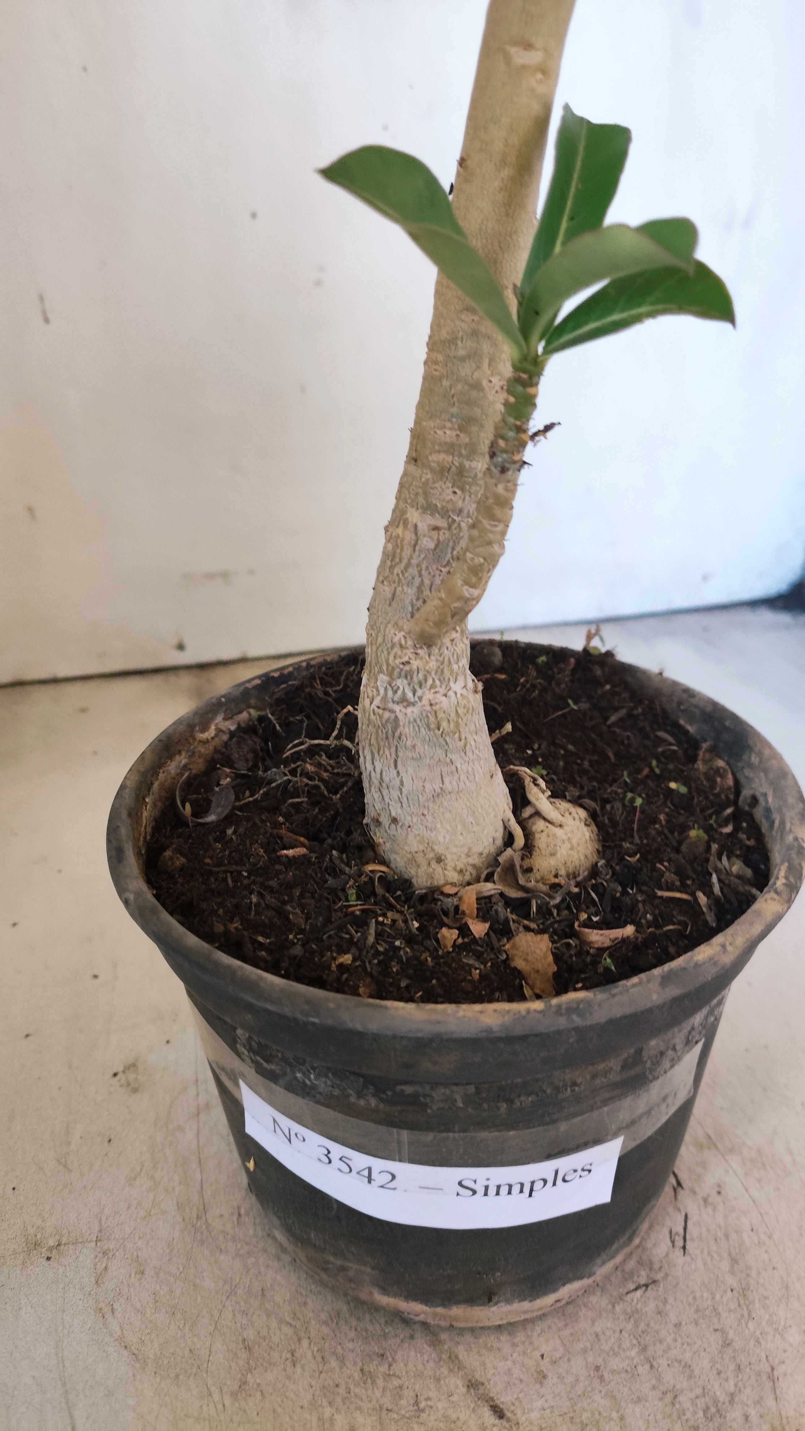 Planta Simples 3542 – 30cm – 02 anos