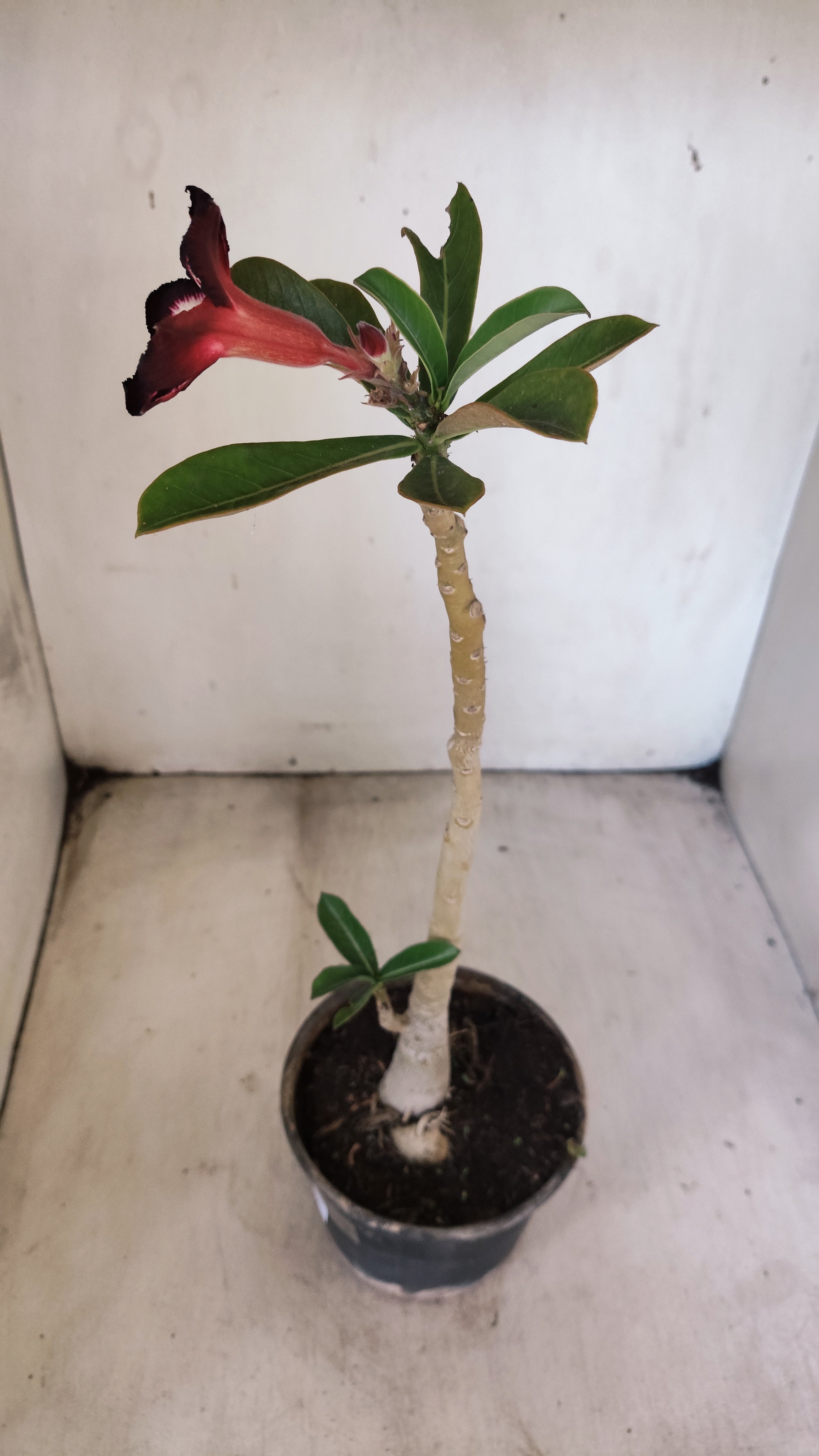 Planta Simples 3542 – 30cm – 02 anos