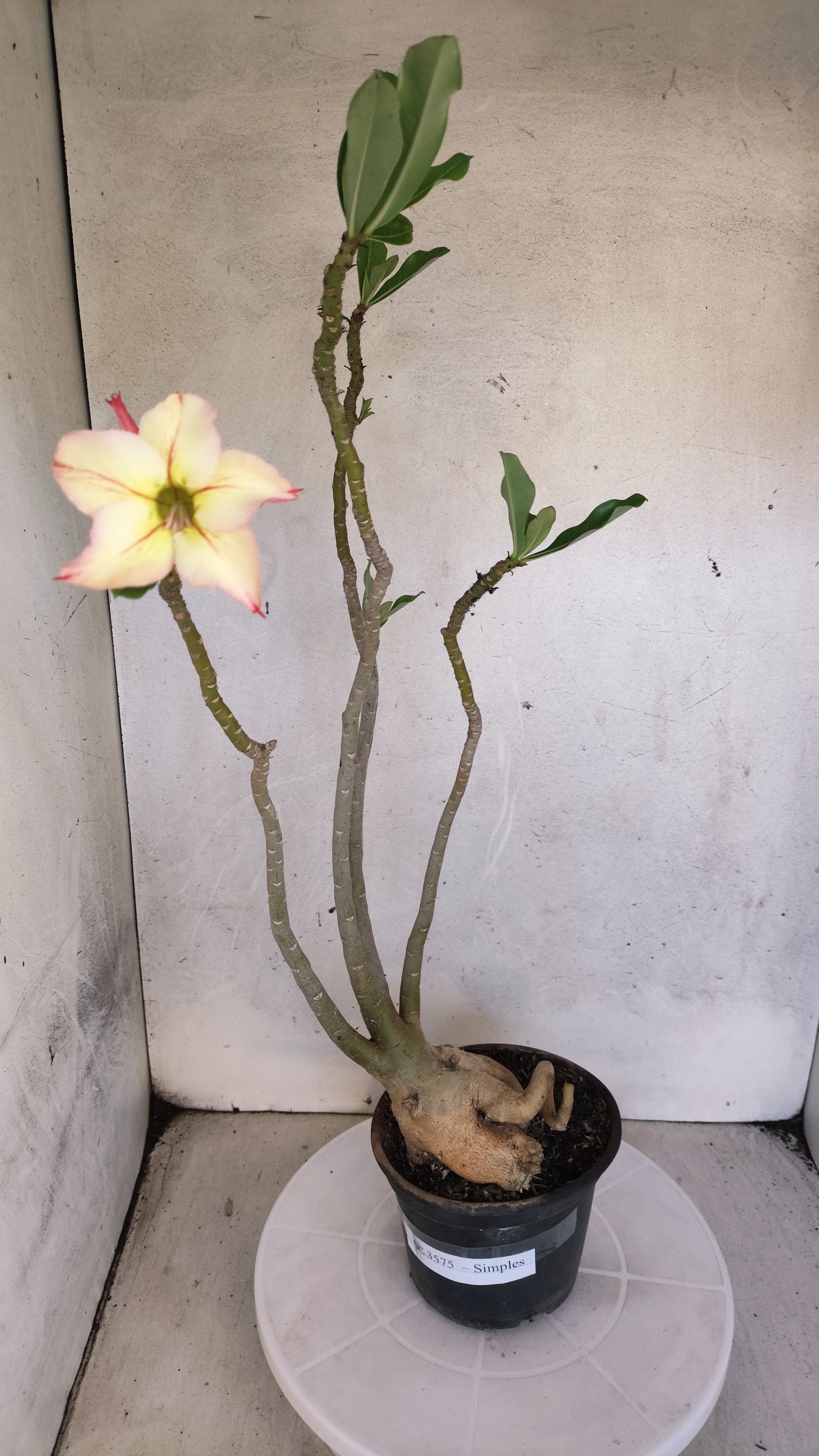 Planta Simples 3575  – 35cm – 03 anos