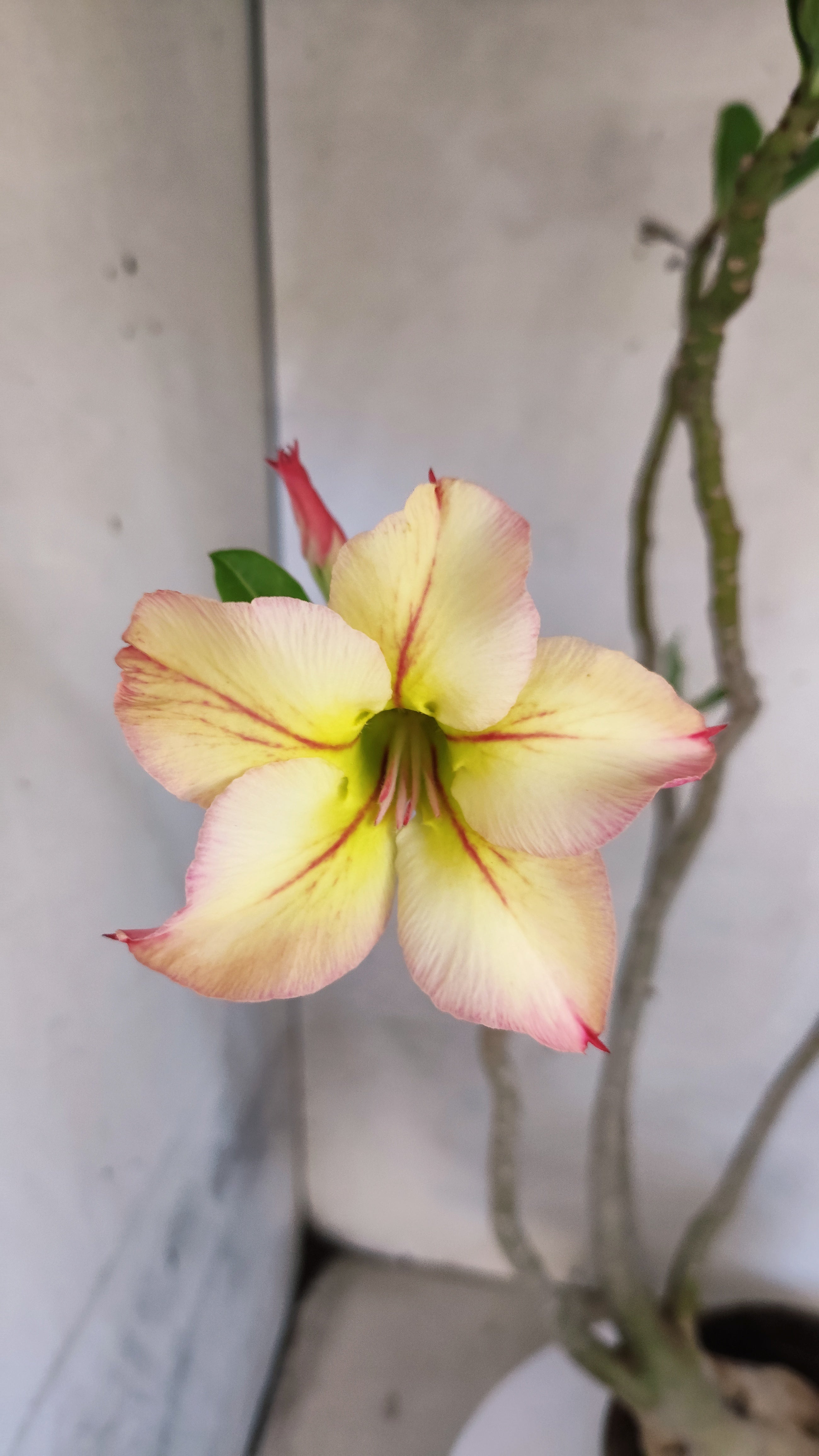 Planta Simples 3575  – 35cm – 03 anos