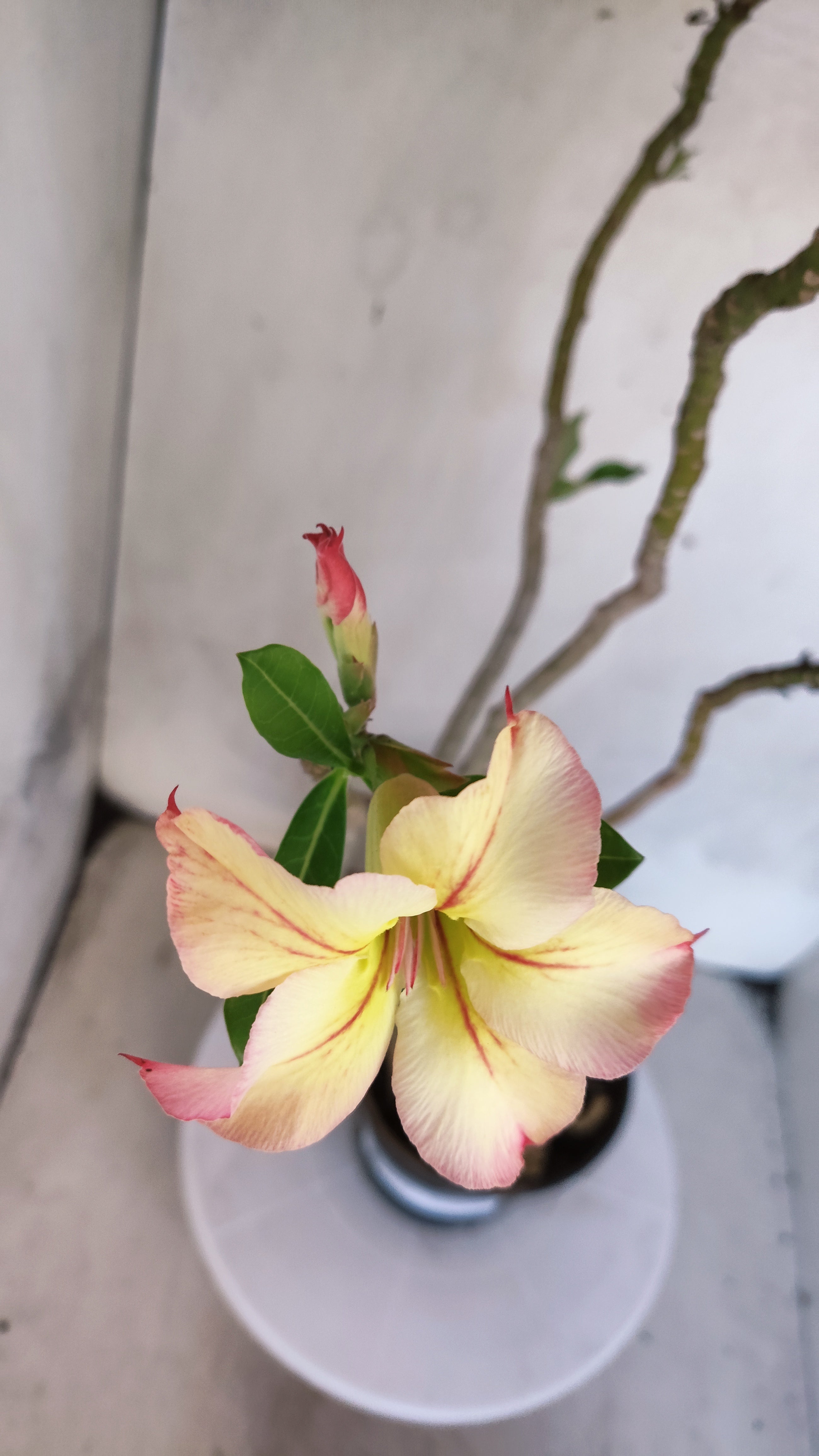 Planta Simples 3575  – 35cm – 03 anos