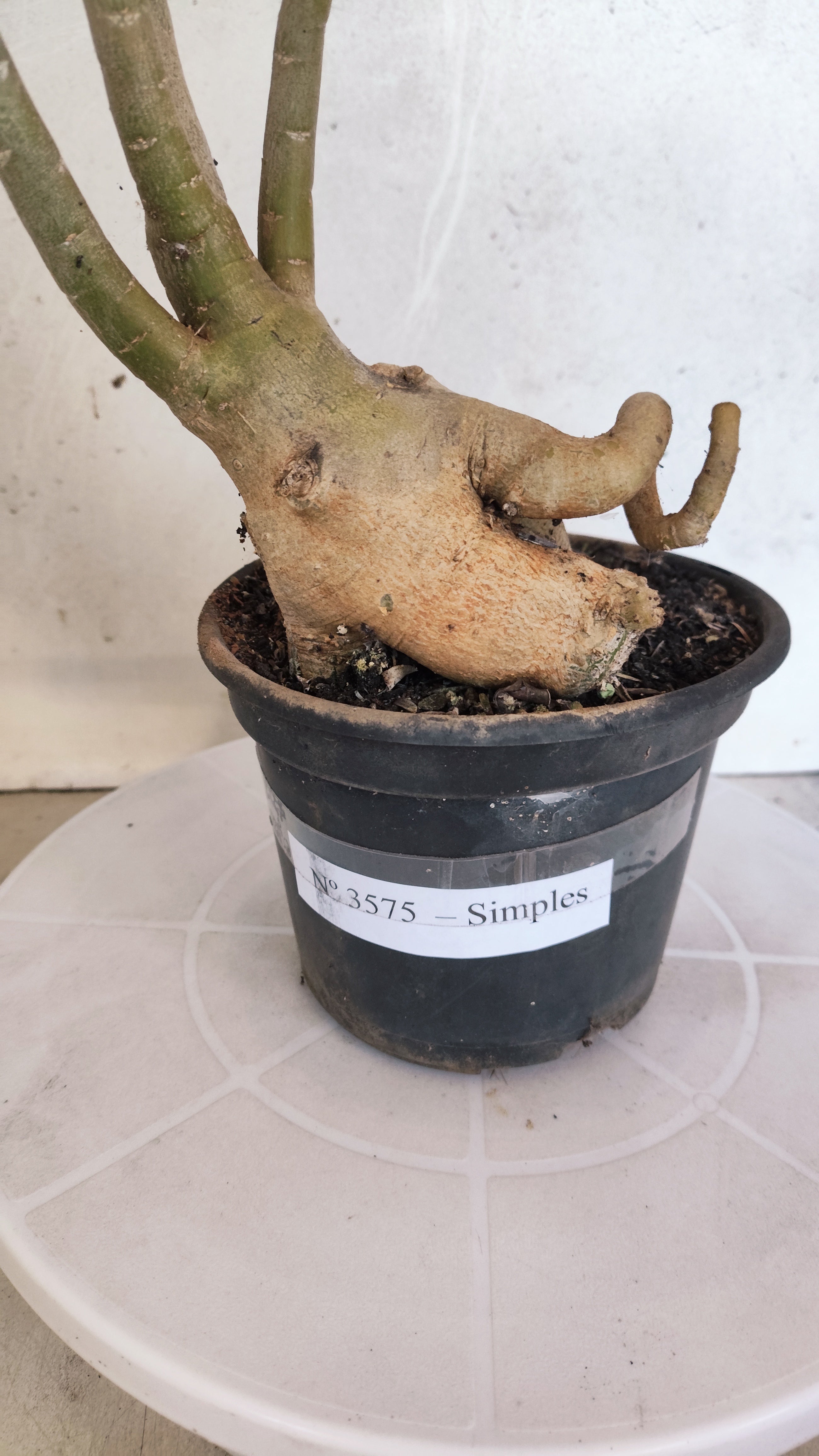Planta Simples 3575  – 35cm – 03 anos