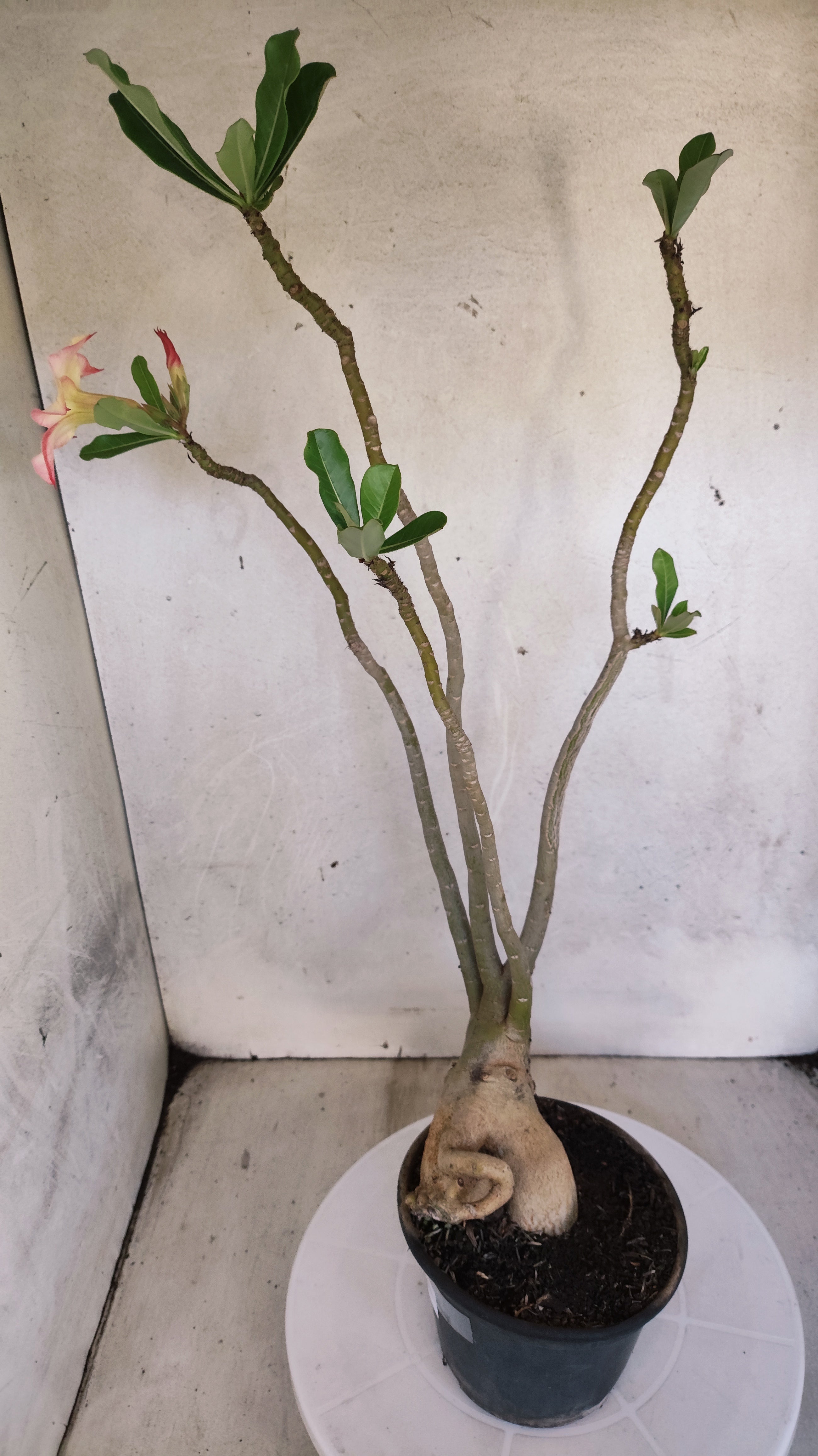 Planta Simples 3575  – 35cm – 03 anos