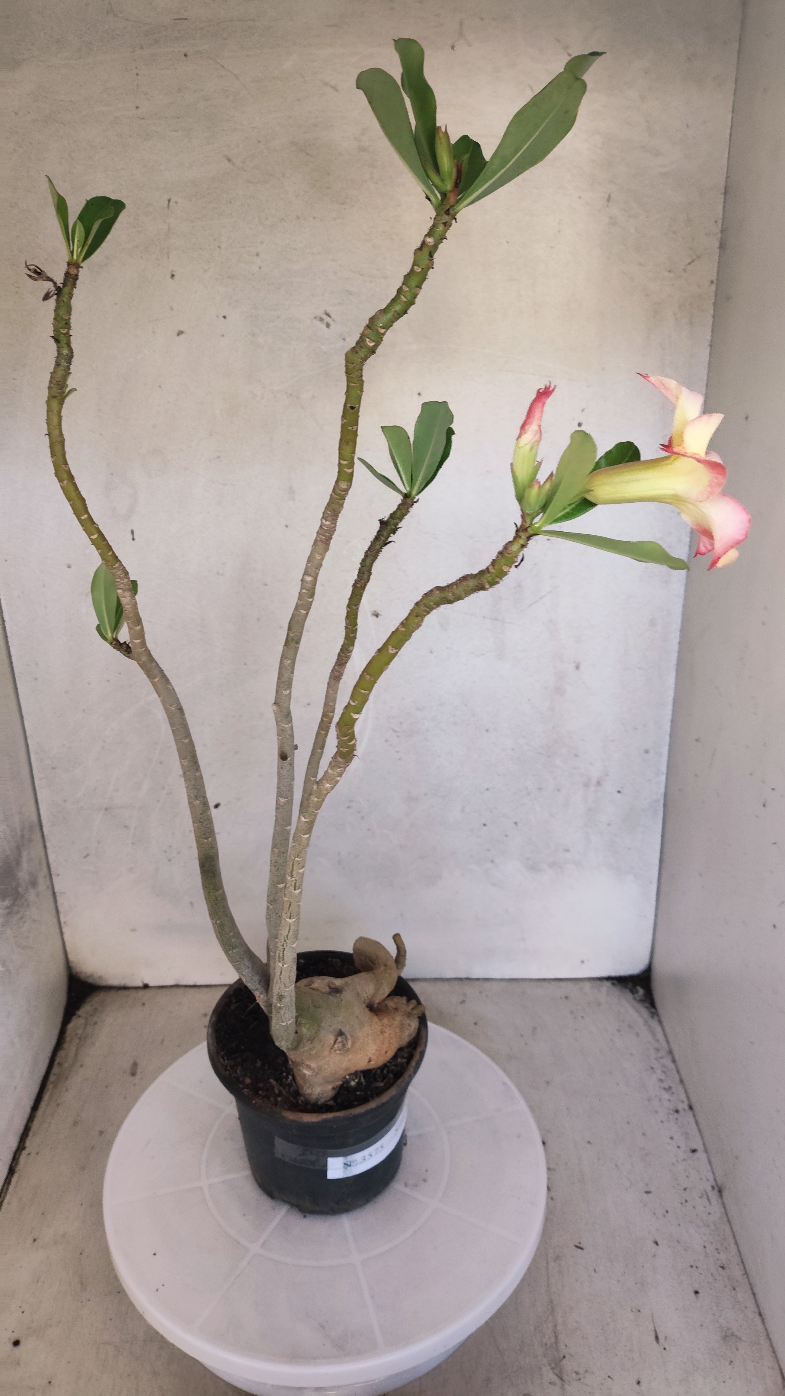 Planta Simples 3575  – 35cm – 03 anos