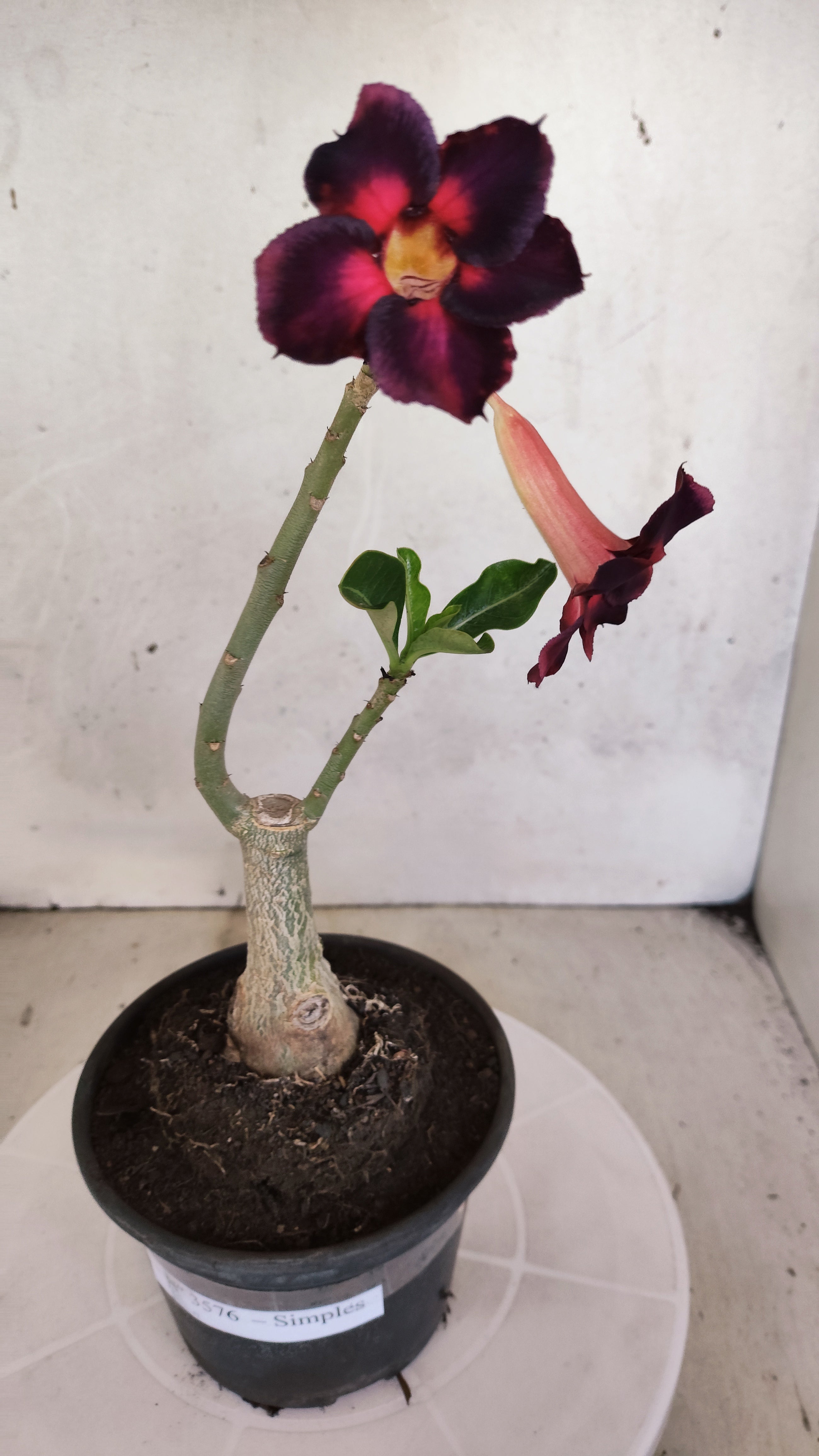 Planta Simples 3576  – 30cm – 02 anos