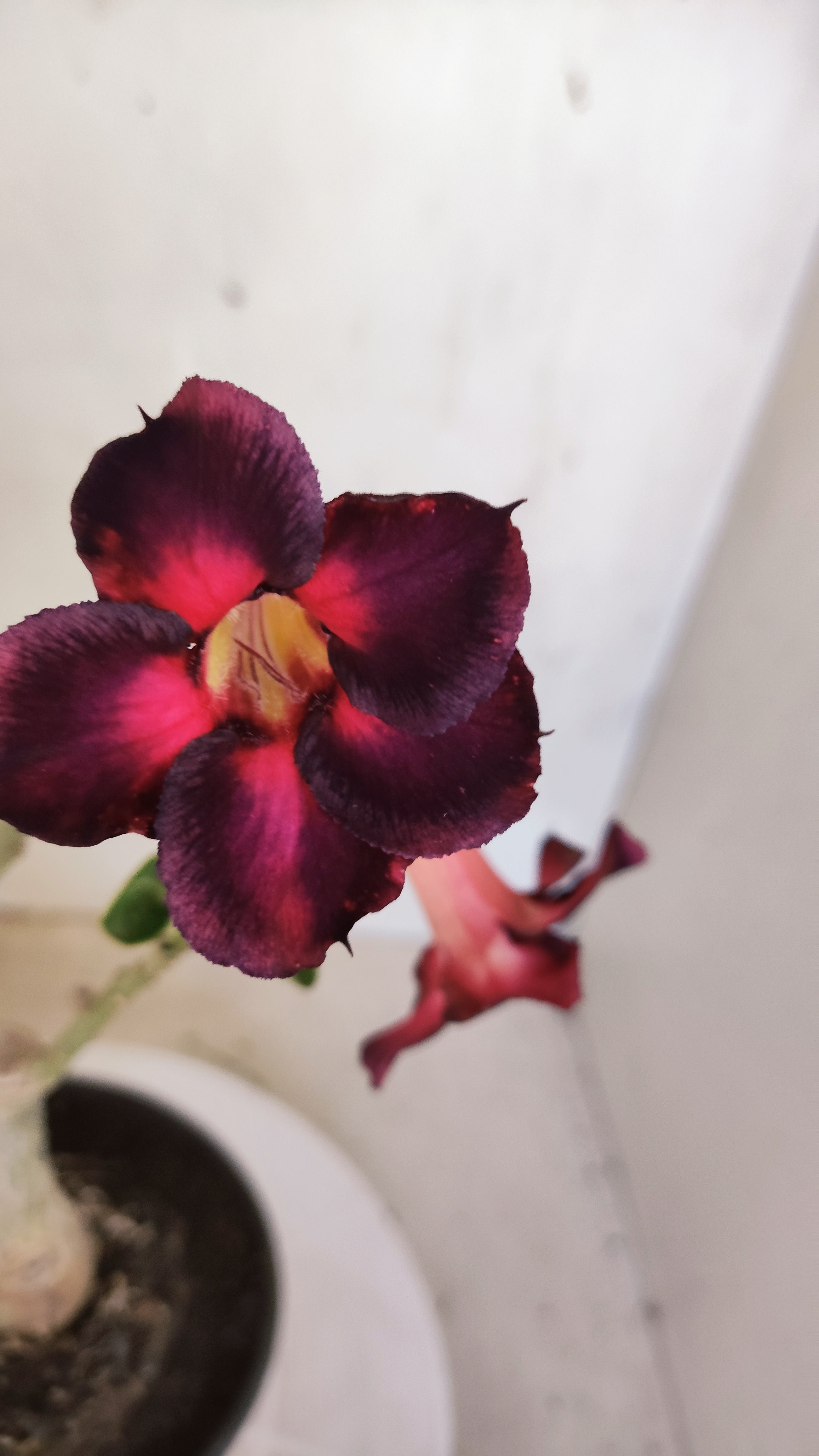 Planta Simples 3576  – 30cm – 02 anos