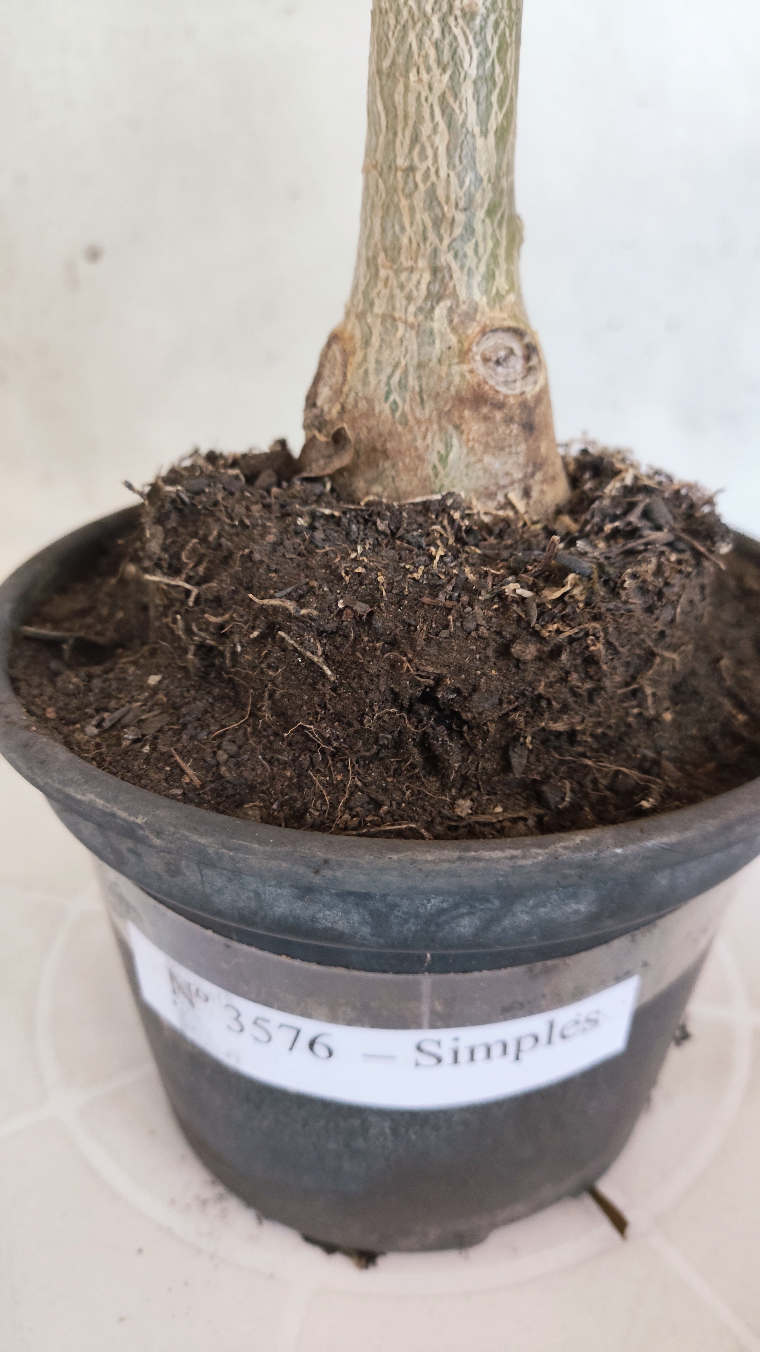 Planta Simples 3576  – 30cm – 02 anos