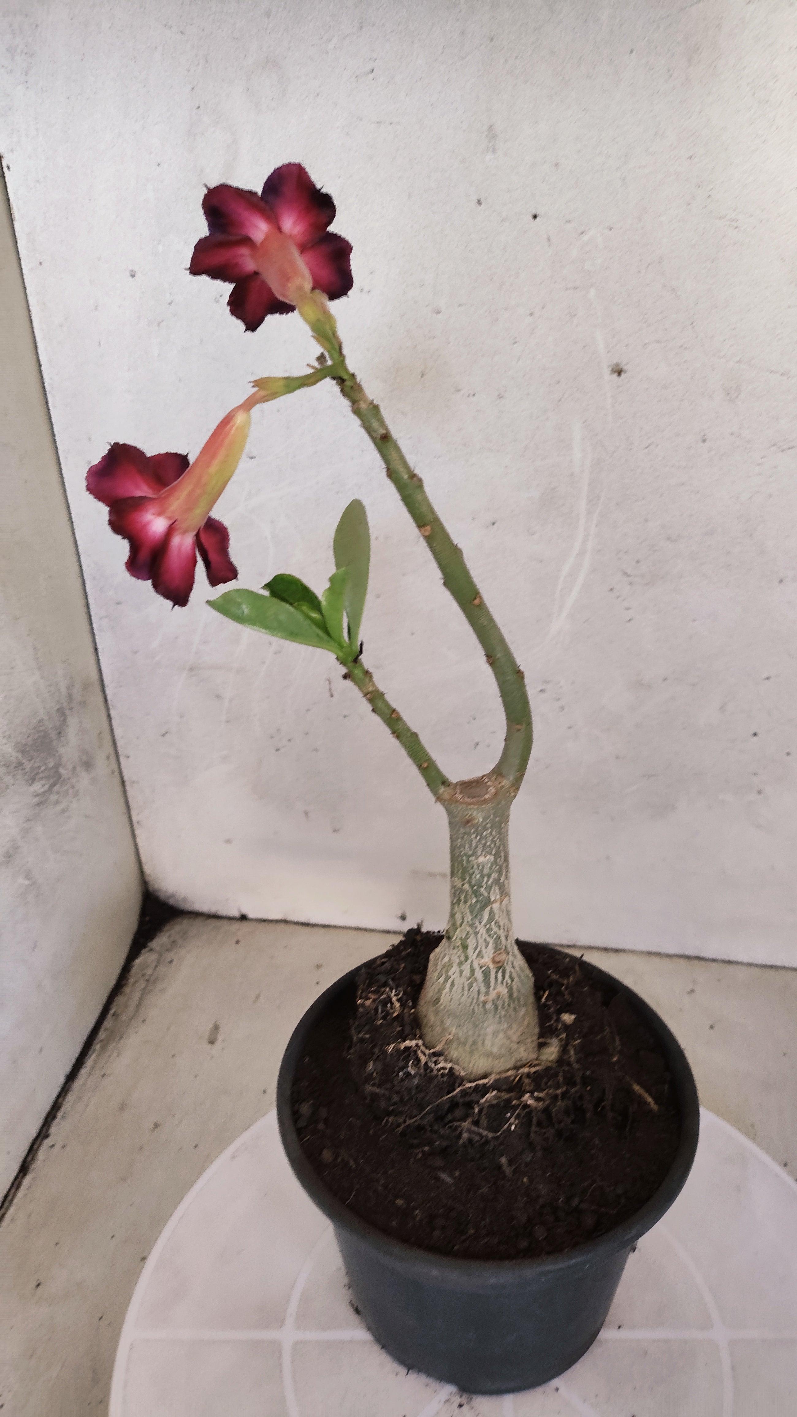 Planta Simples 3576  – 30cm – 02 anos