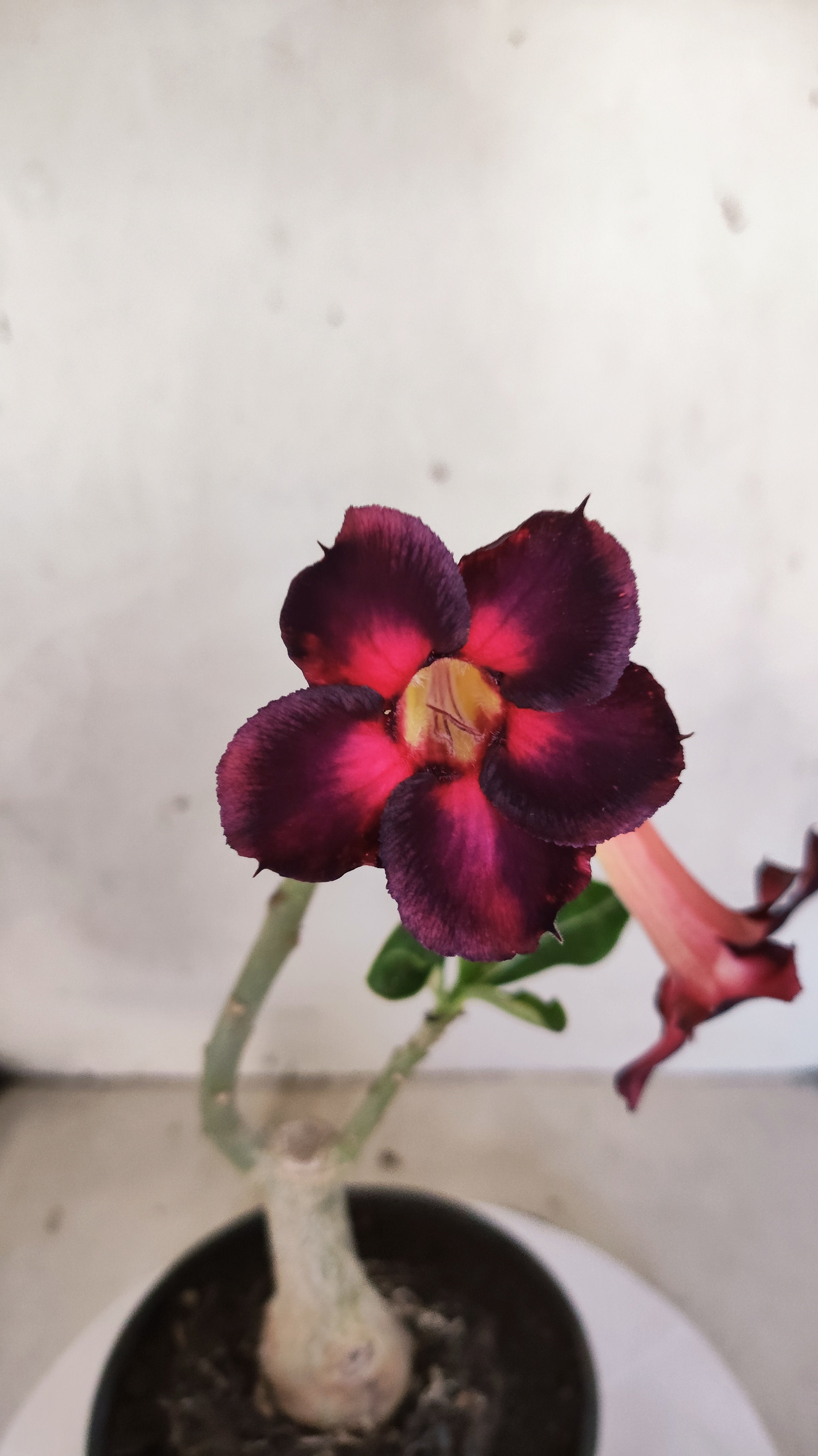Planta Simples 3576  – 30cm – 02 anos