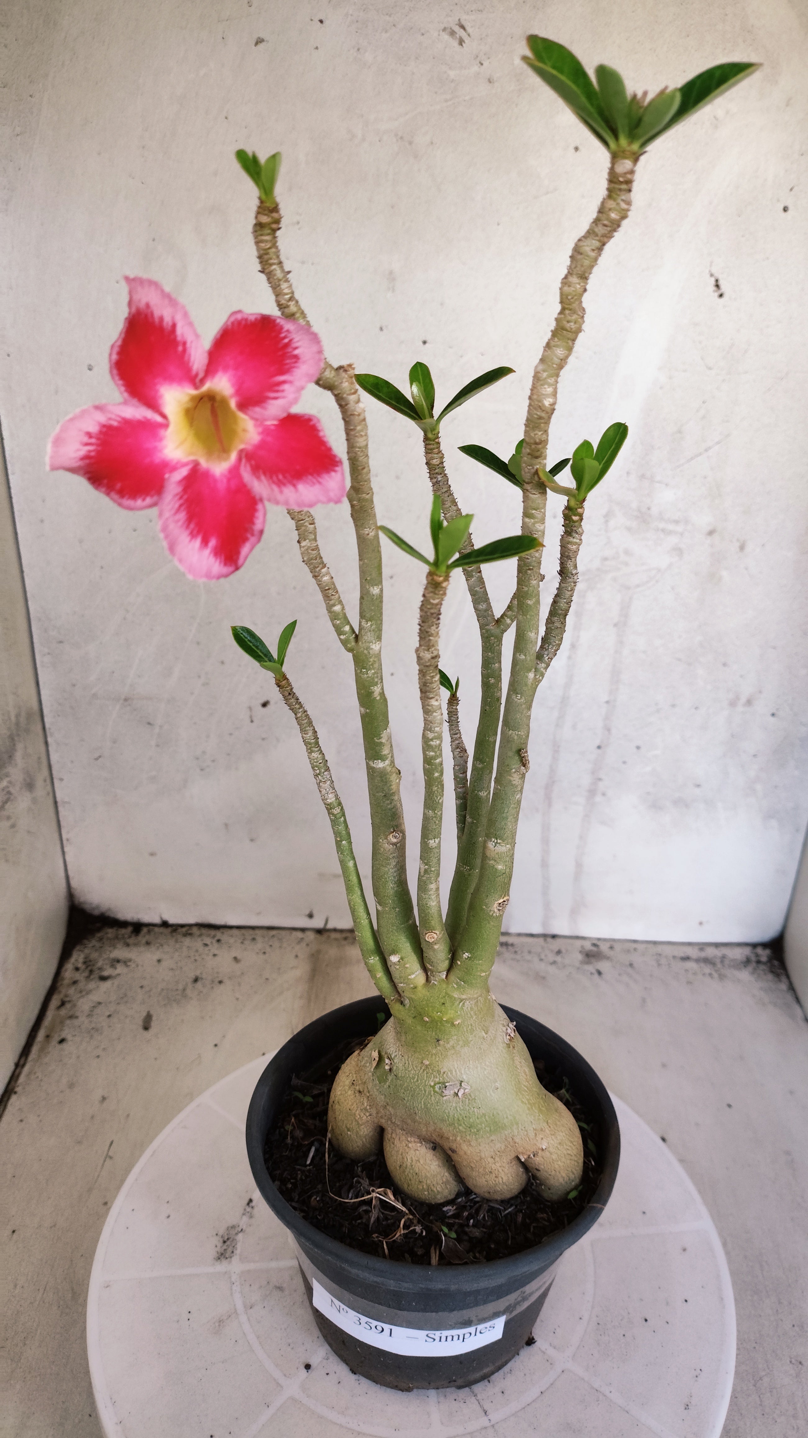 Planta Simples 3591 – 35cm – 03 anos