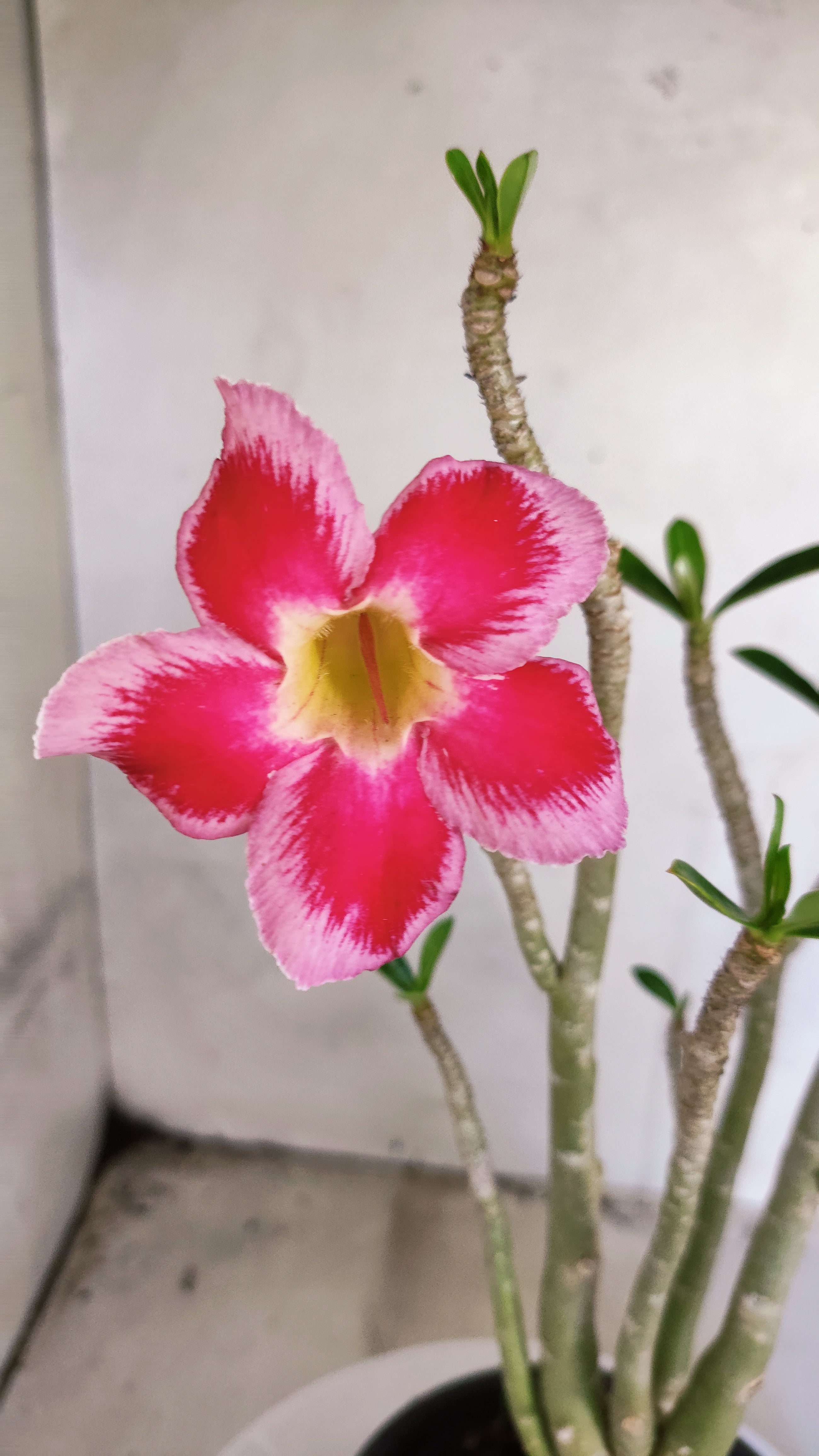 Planta Simples 3591 – 35cm – 03 anos