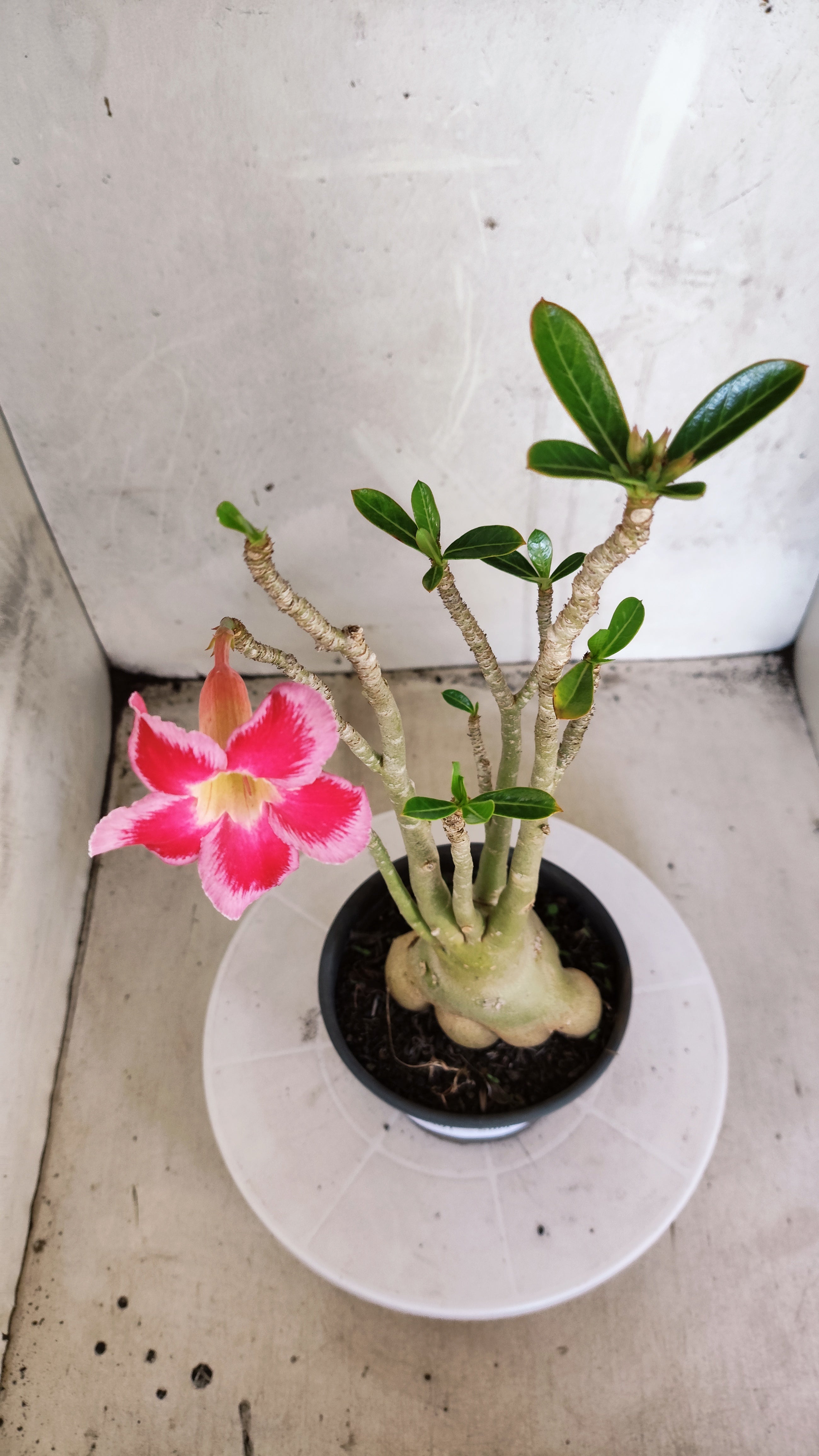 Planta Simples 3591 – 35cm – 03 anos