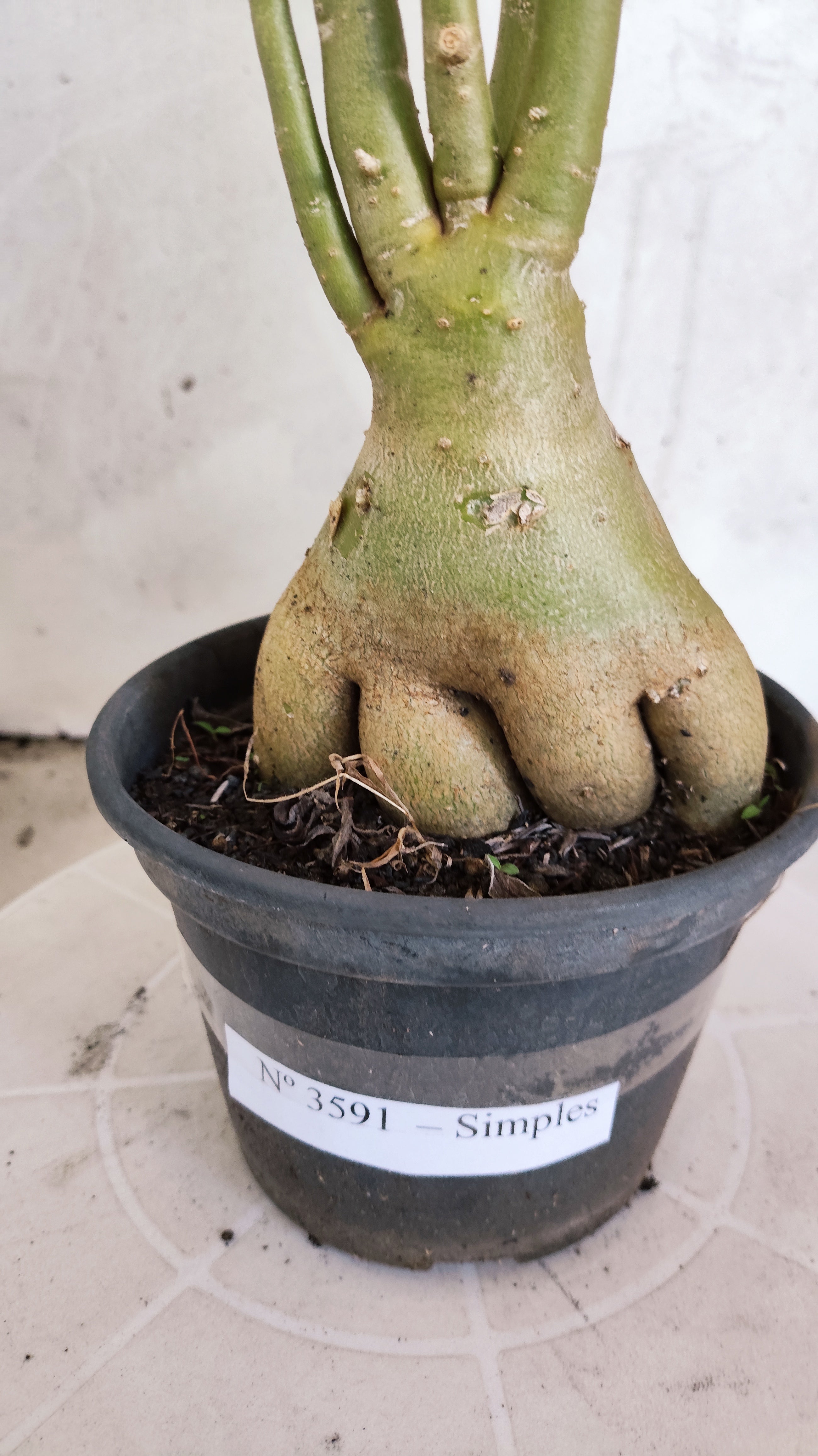 Planta Simples 3591 – 35cm – 03 anos