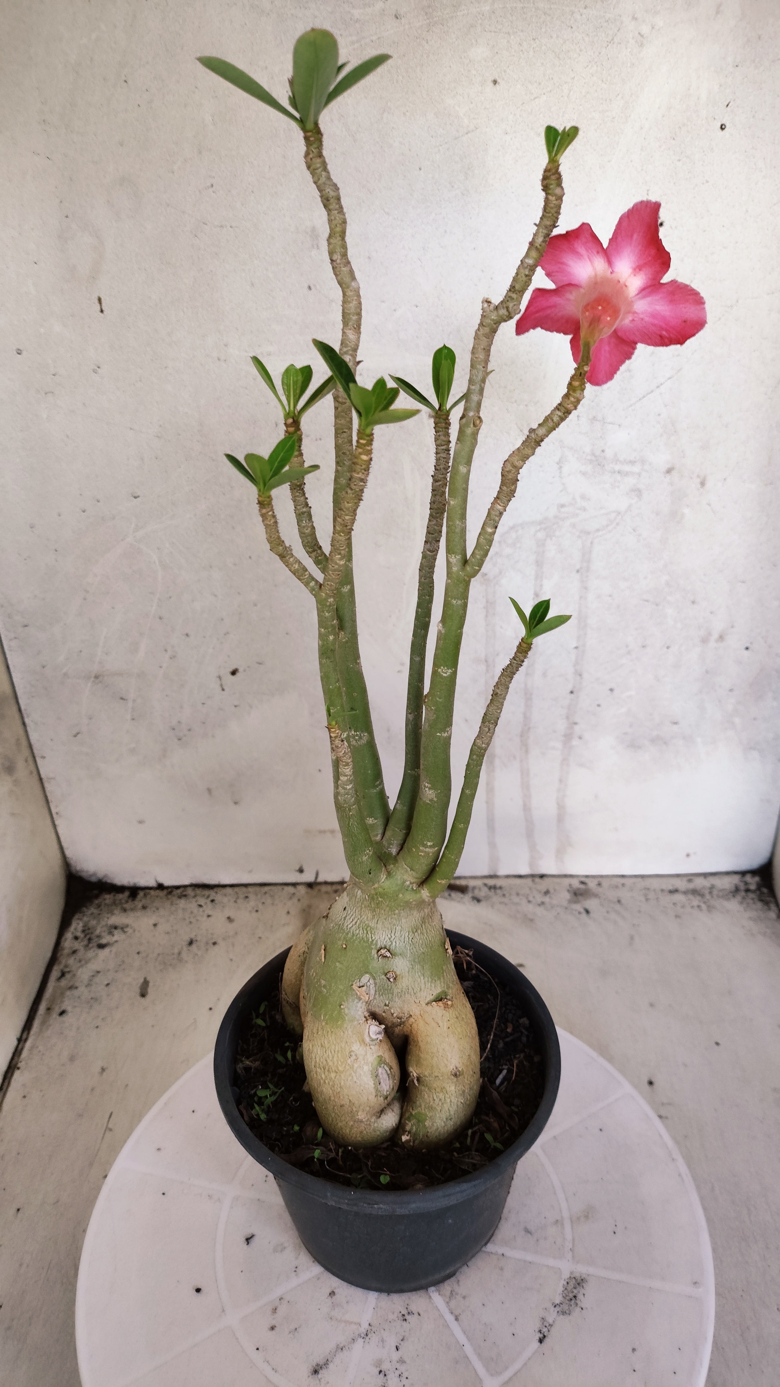 Planta Simples 3591 – 35cm – 03 anos
