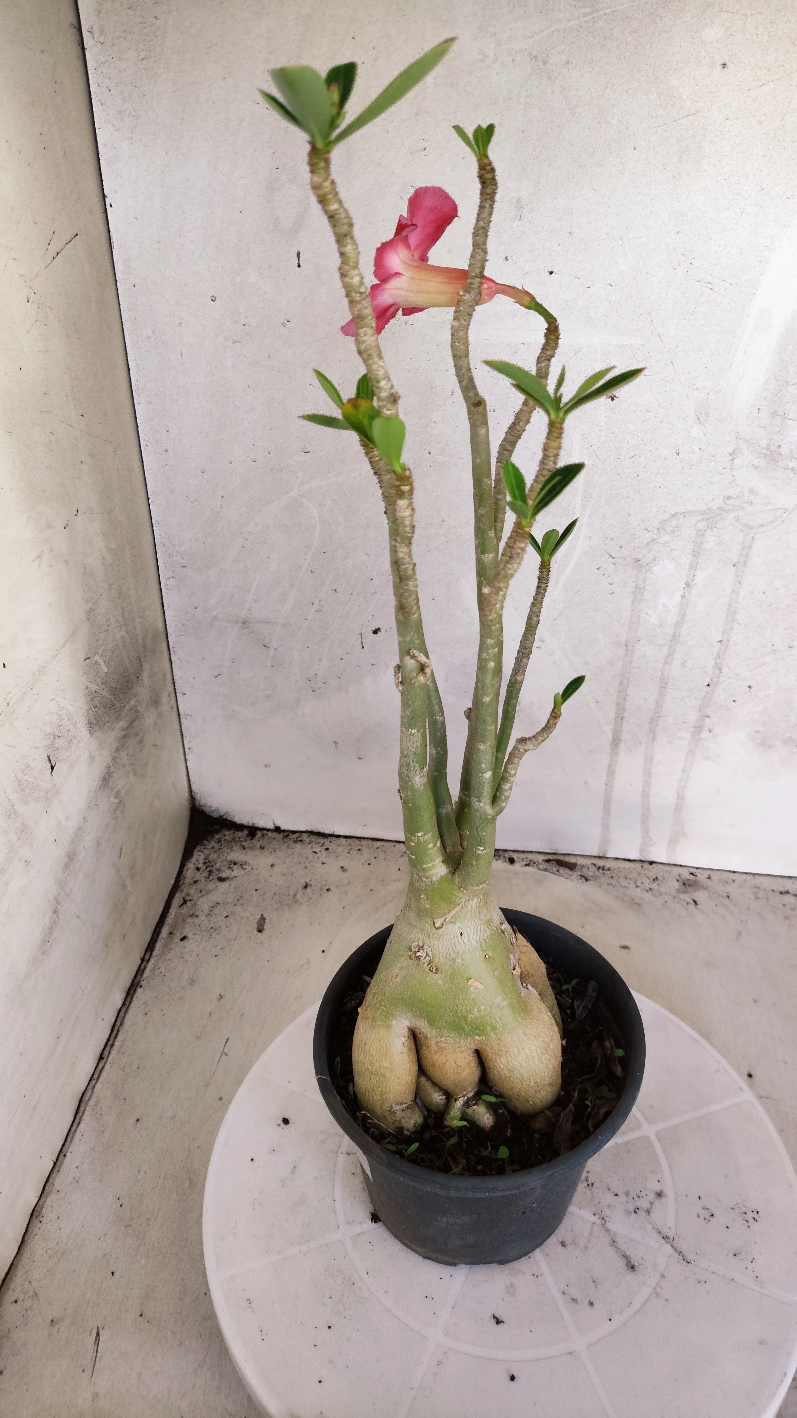 Planta Simples 3591 – 35cm – 03 anos