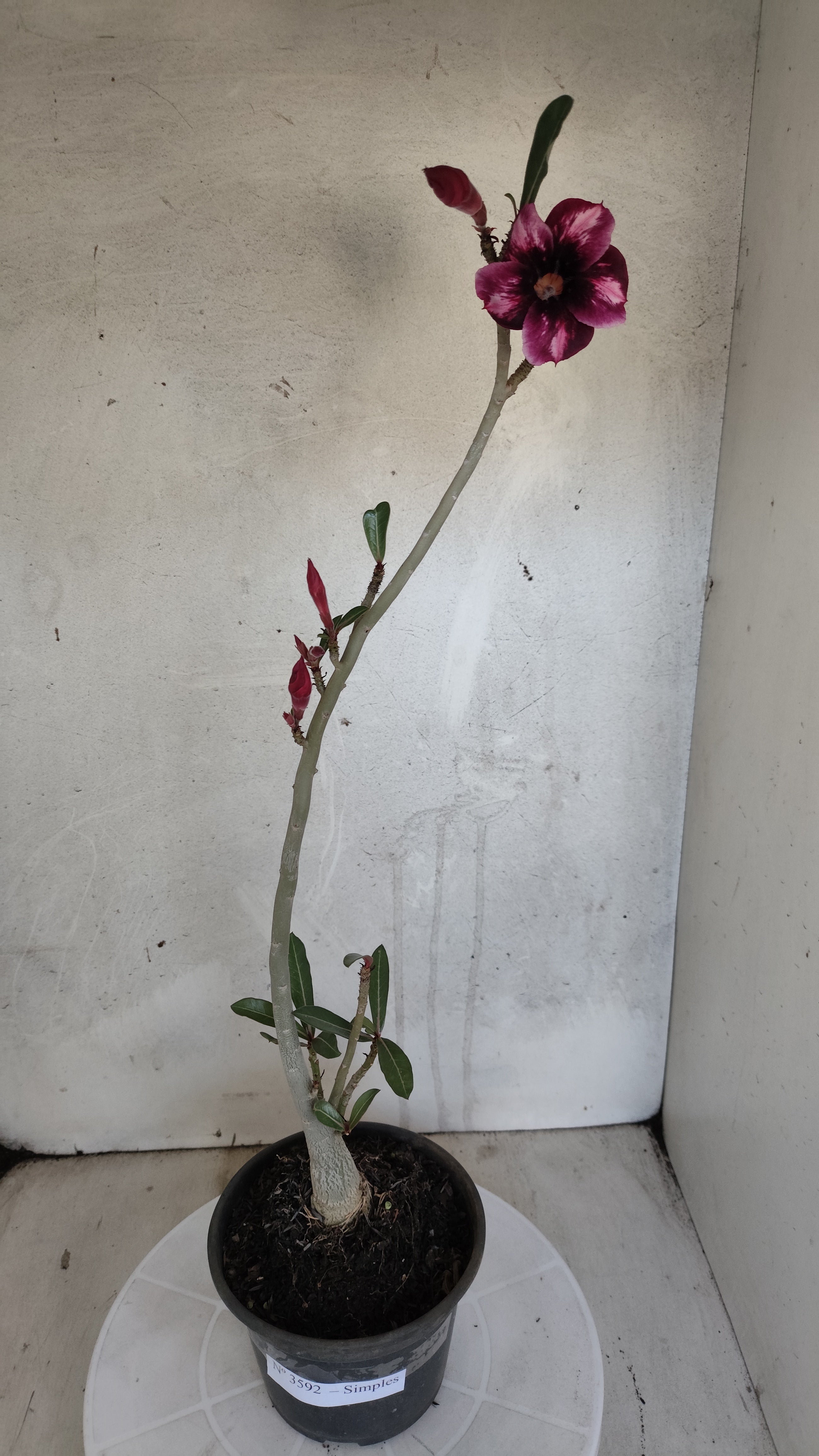Planta Simples 3592 – 30cm – 02 anos