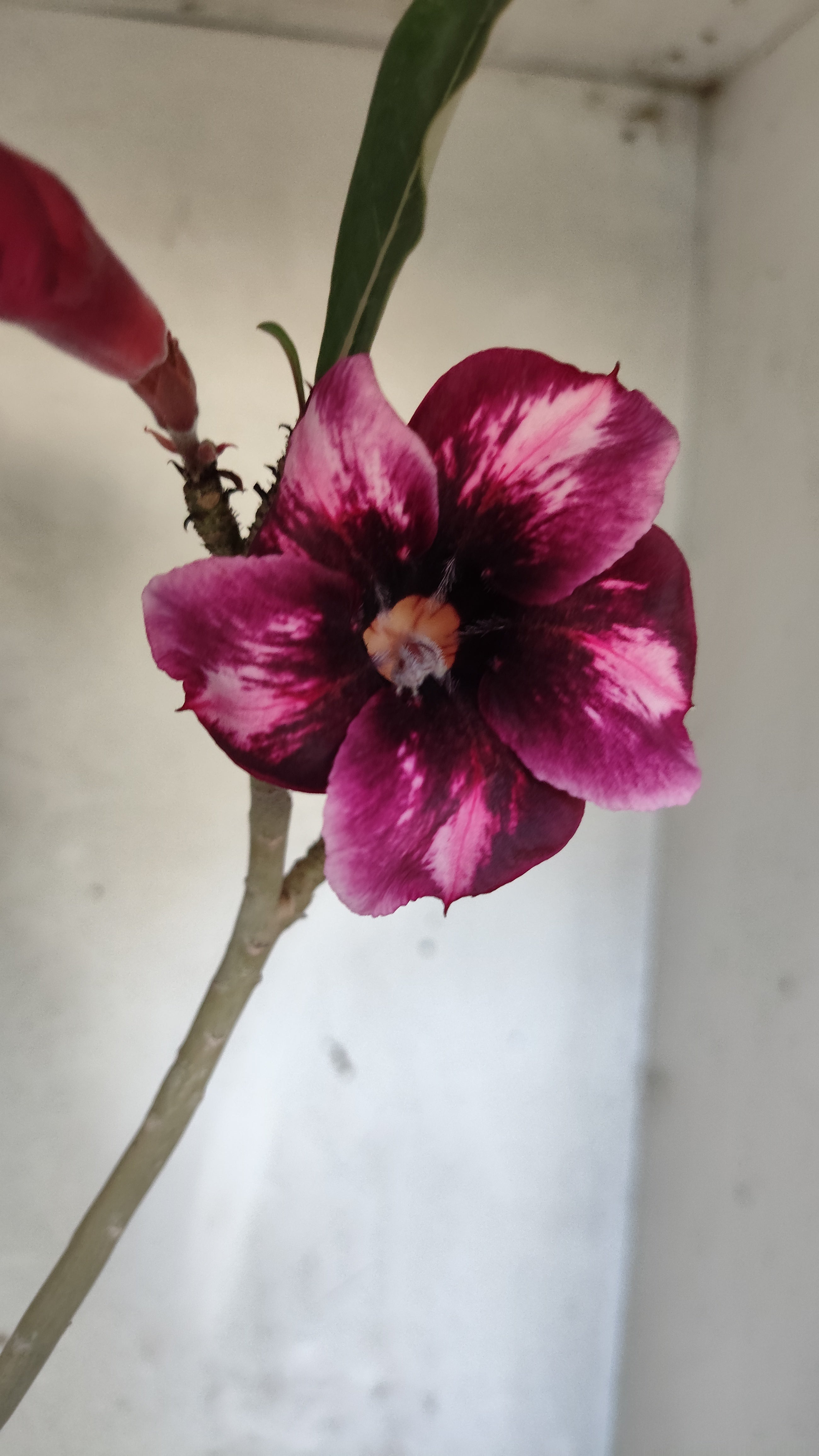 Planta Simples 3592 – 30cm – 02 anos