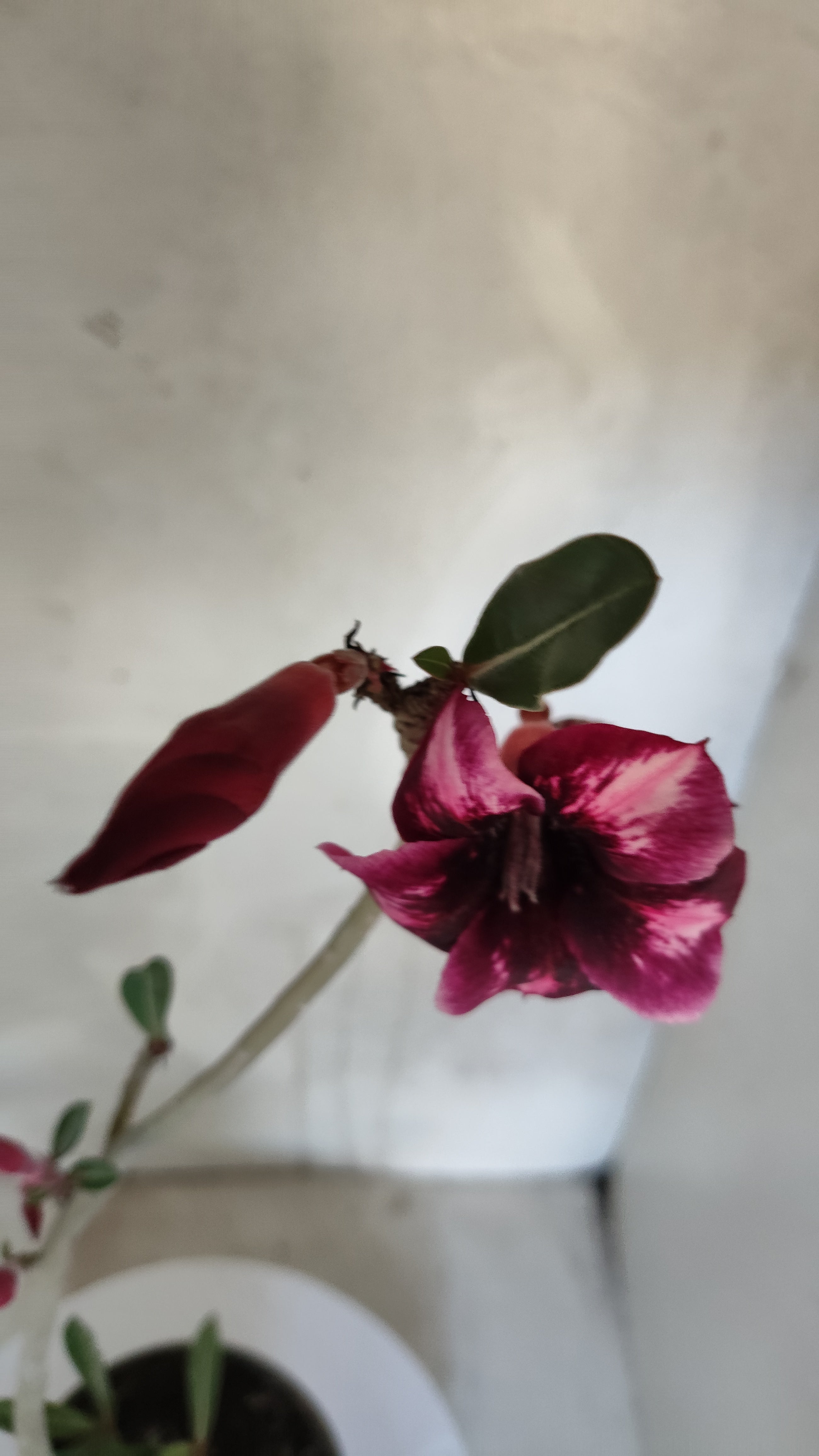 Planta Simples 3592 – 30cm – 02 anos