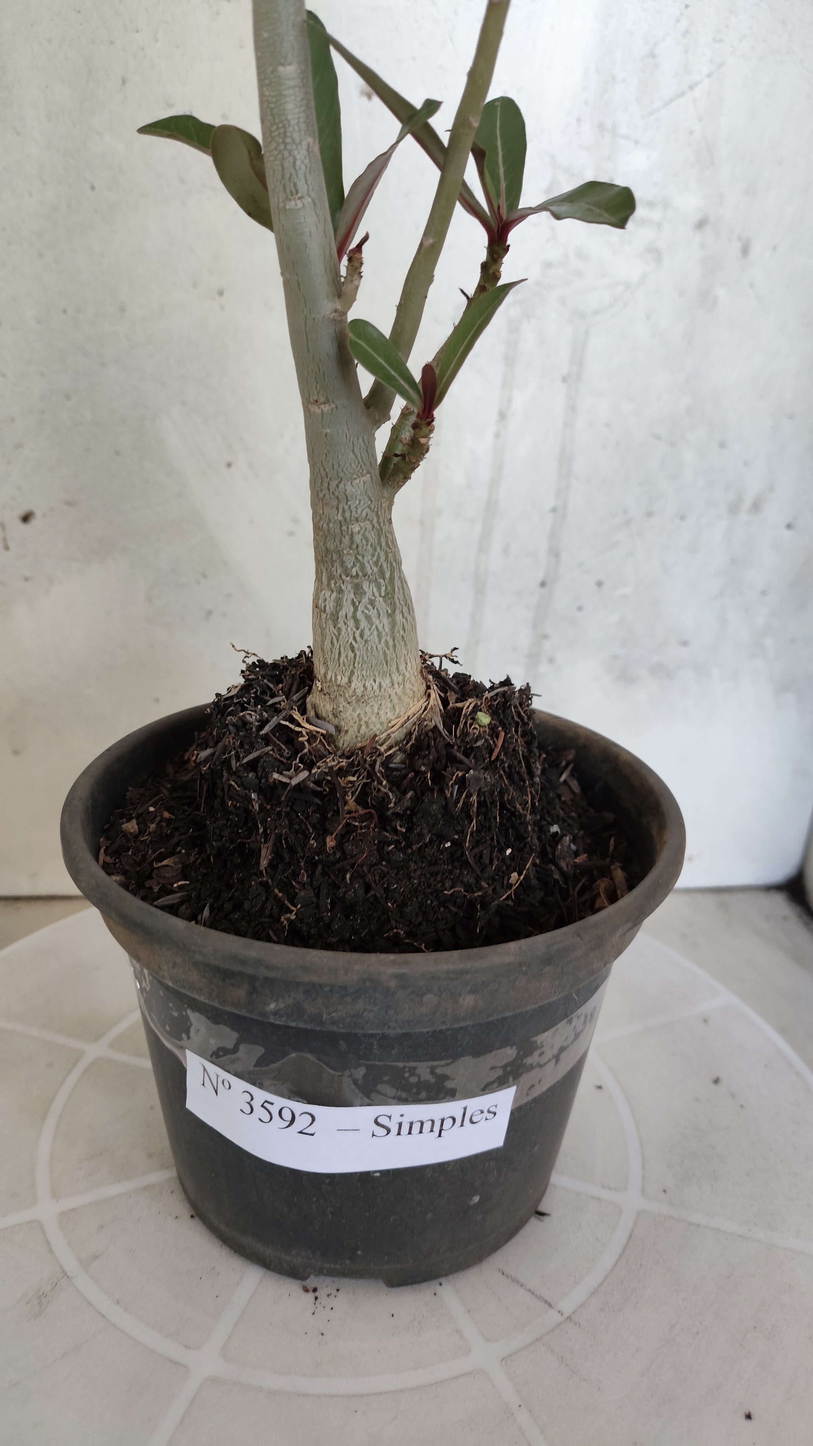 Planta Simples 3592 – 30cm – 02 anos