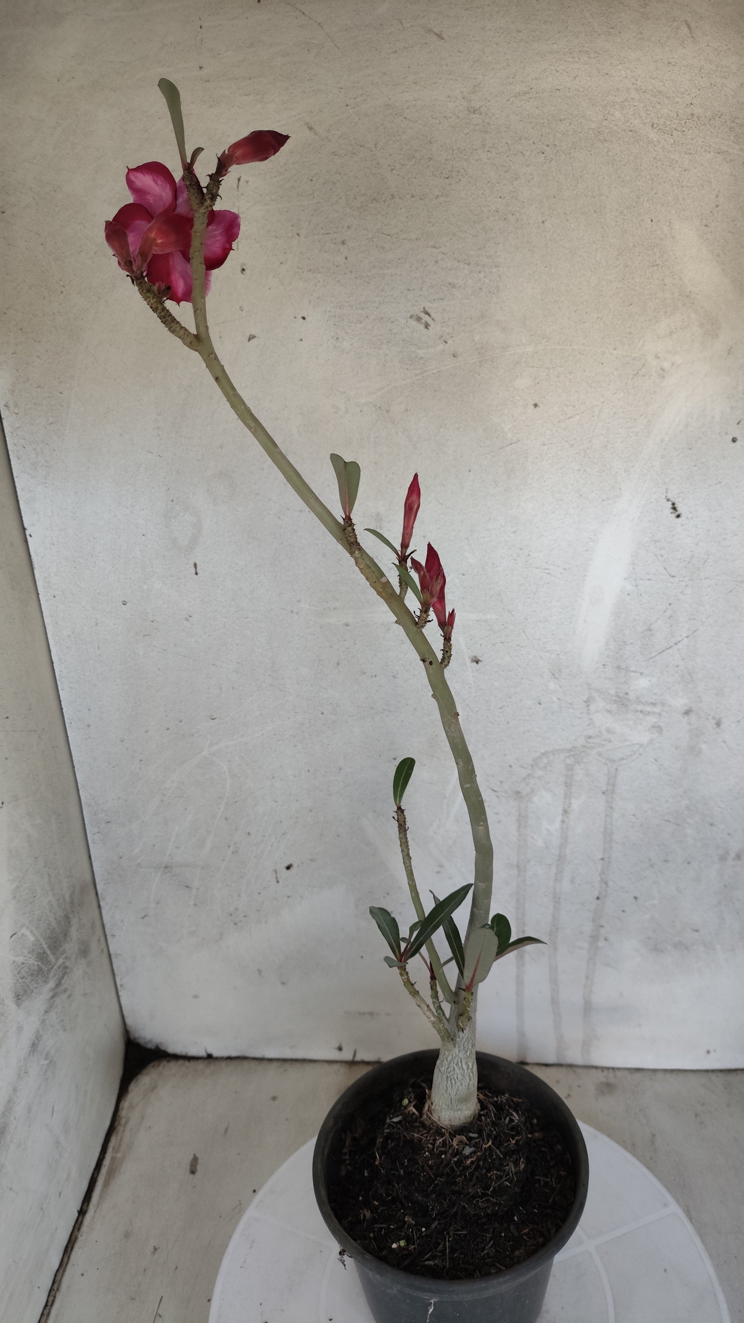 Planta Simples 3592 – 30cm – 02 anos