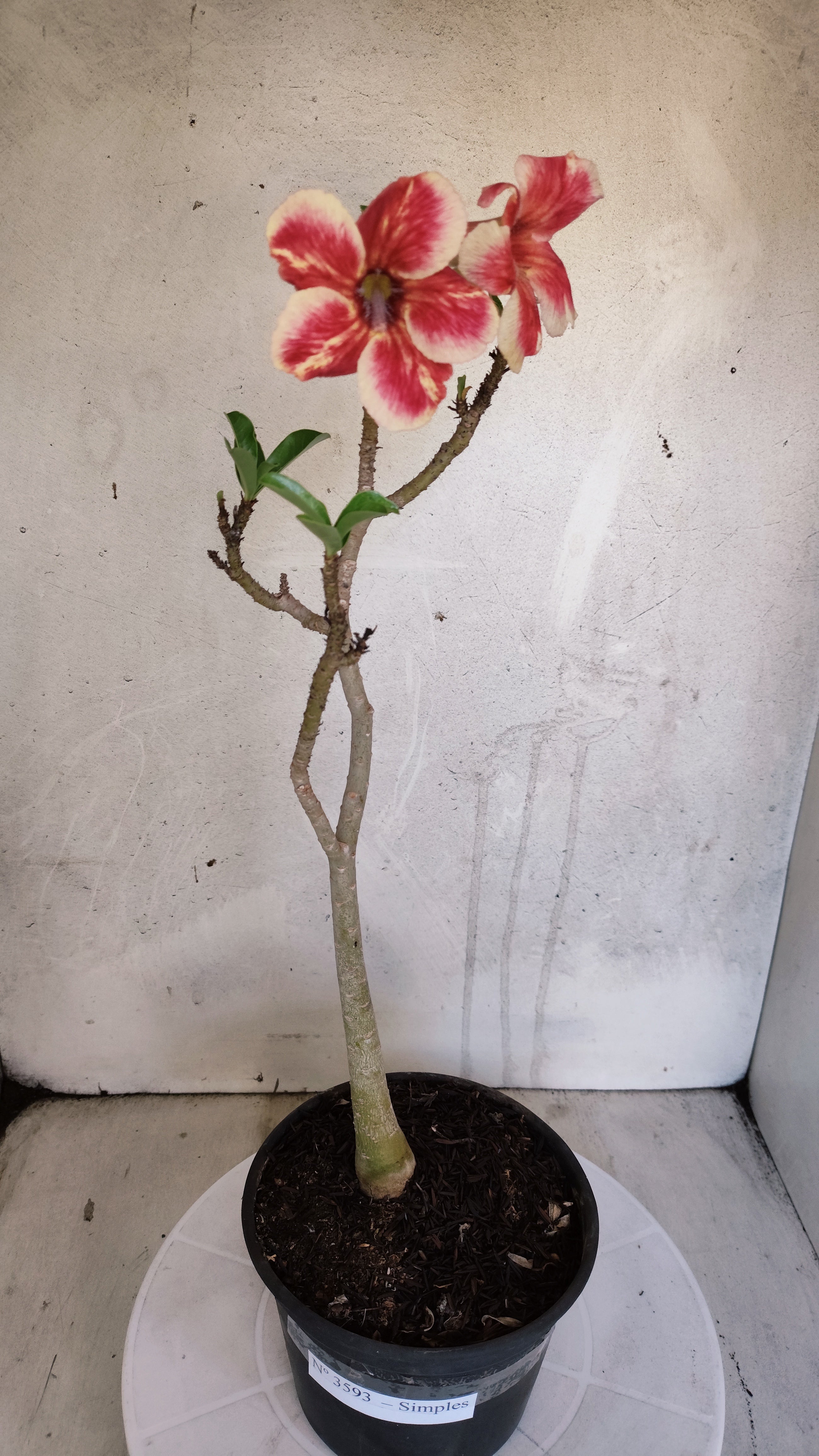 Planta Simples 3593 – 30cm – 02 anos