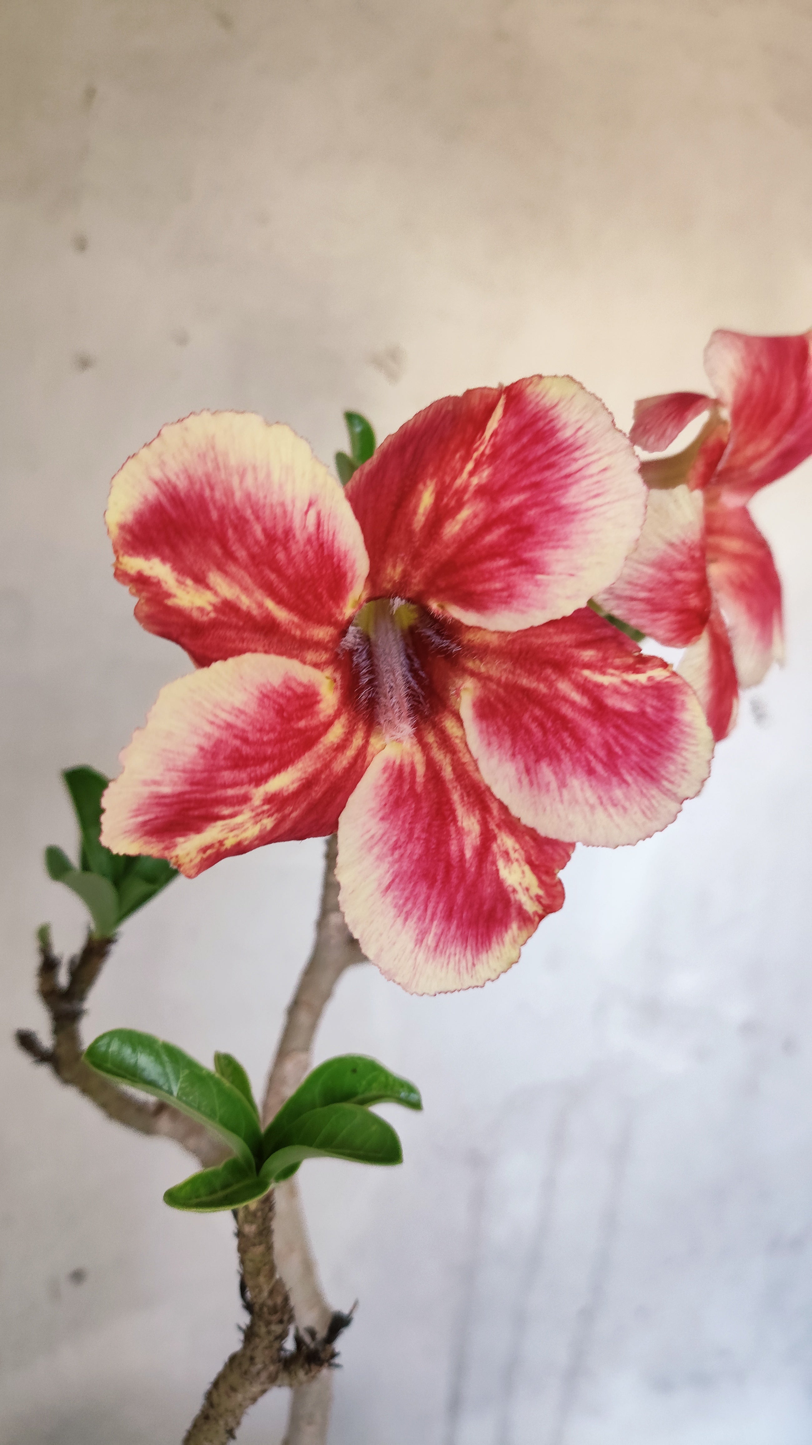 Planta Simples 3593 – 30cm – 02 anos