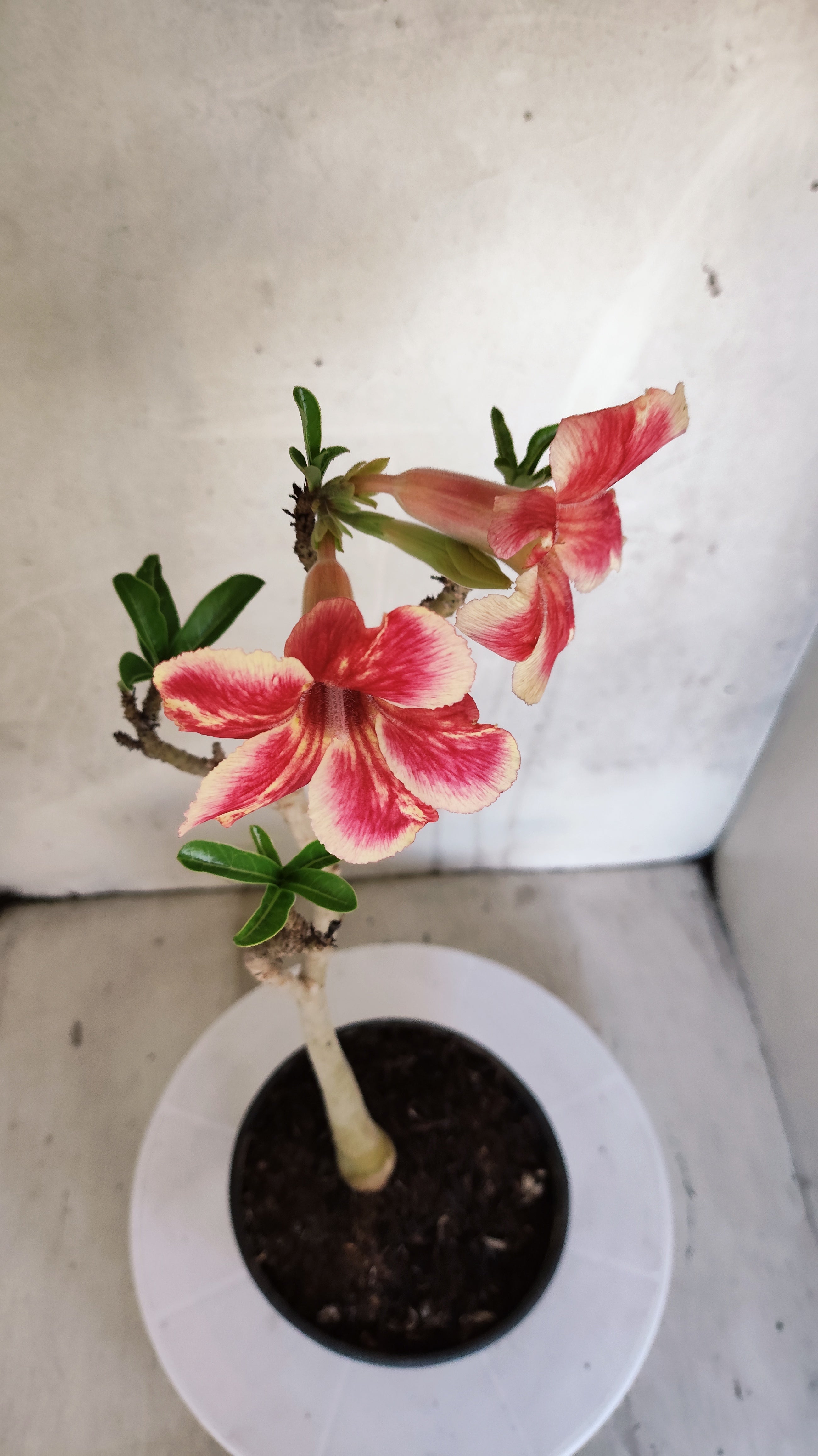 Planta Simples 3593 – 30cm – 02 anos