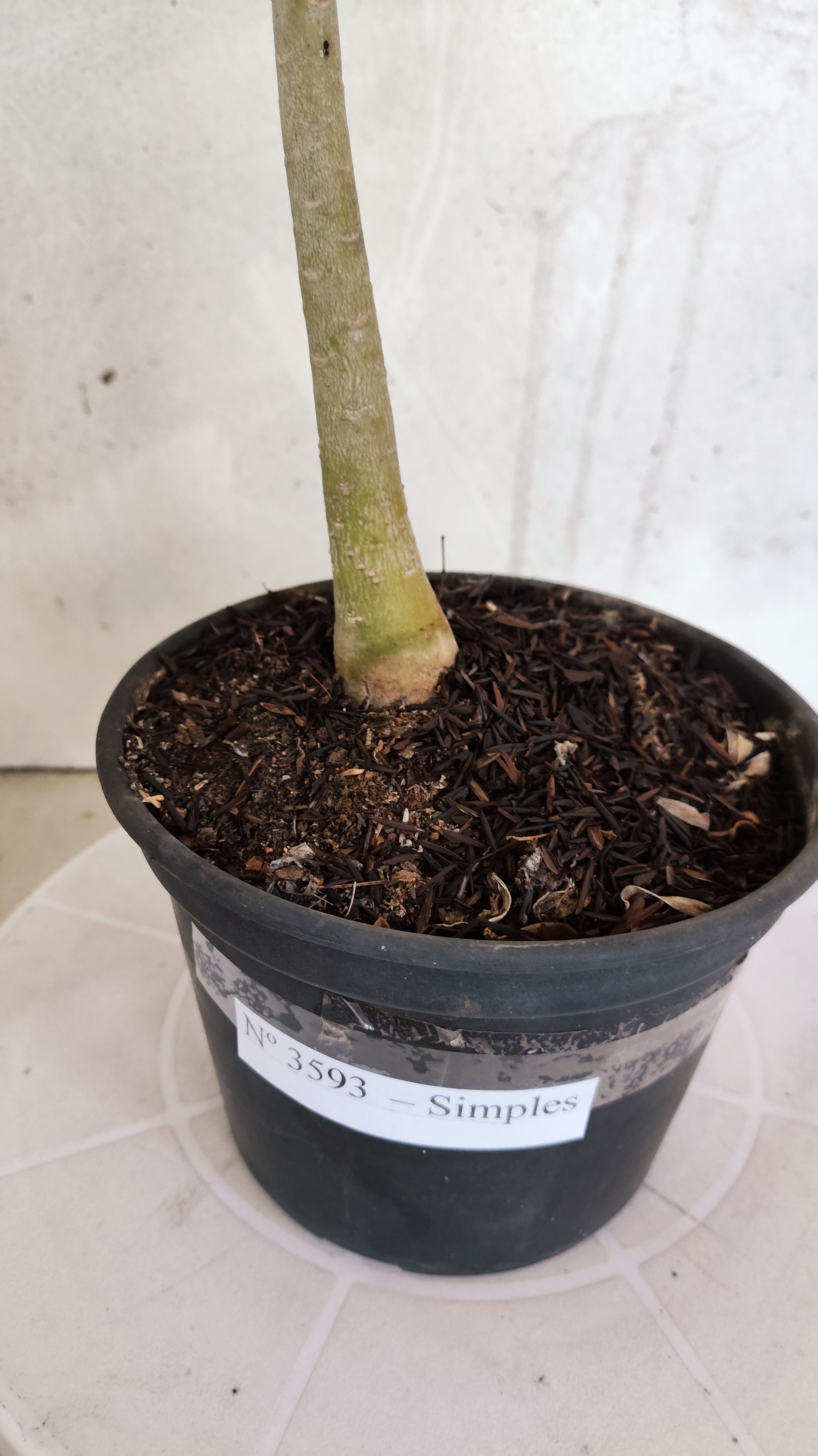 Planta Simples 3593 – 30cm – 02 anos