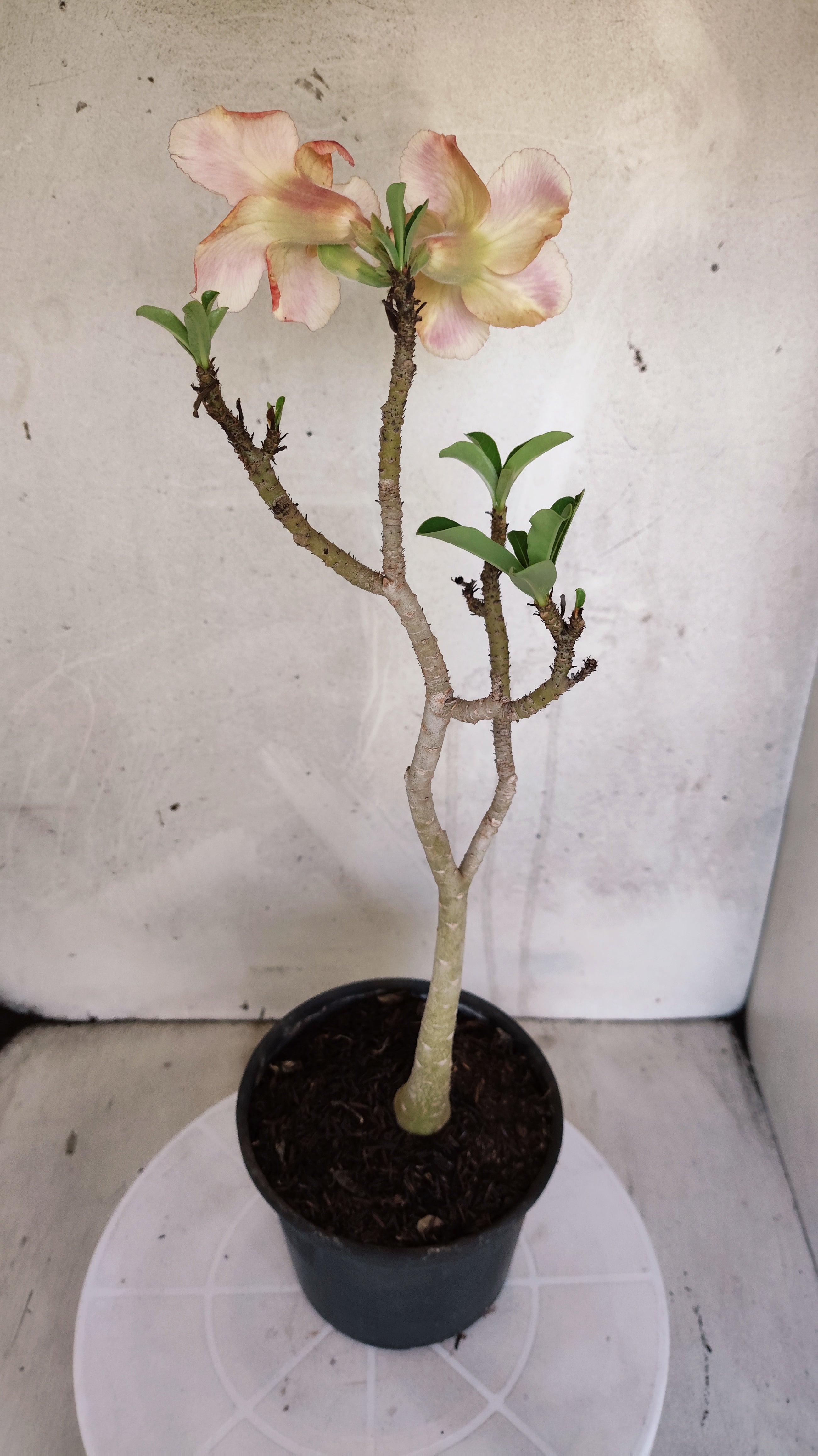 Planta Simples 3593 – 30cm – 02 anos