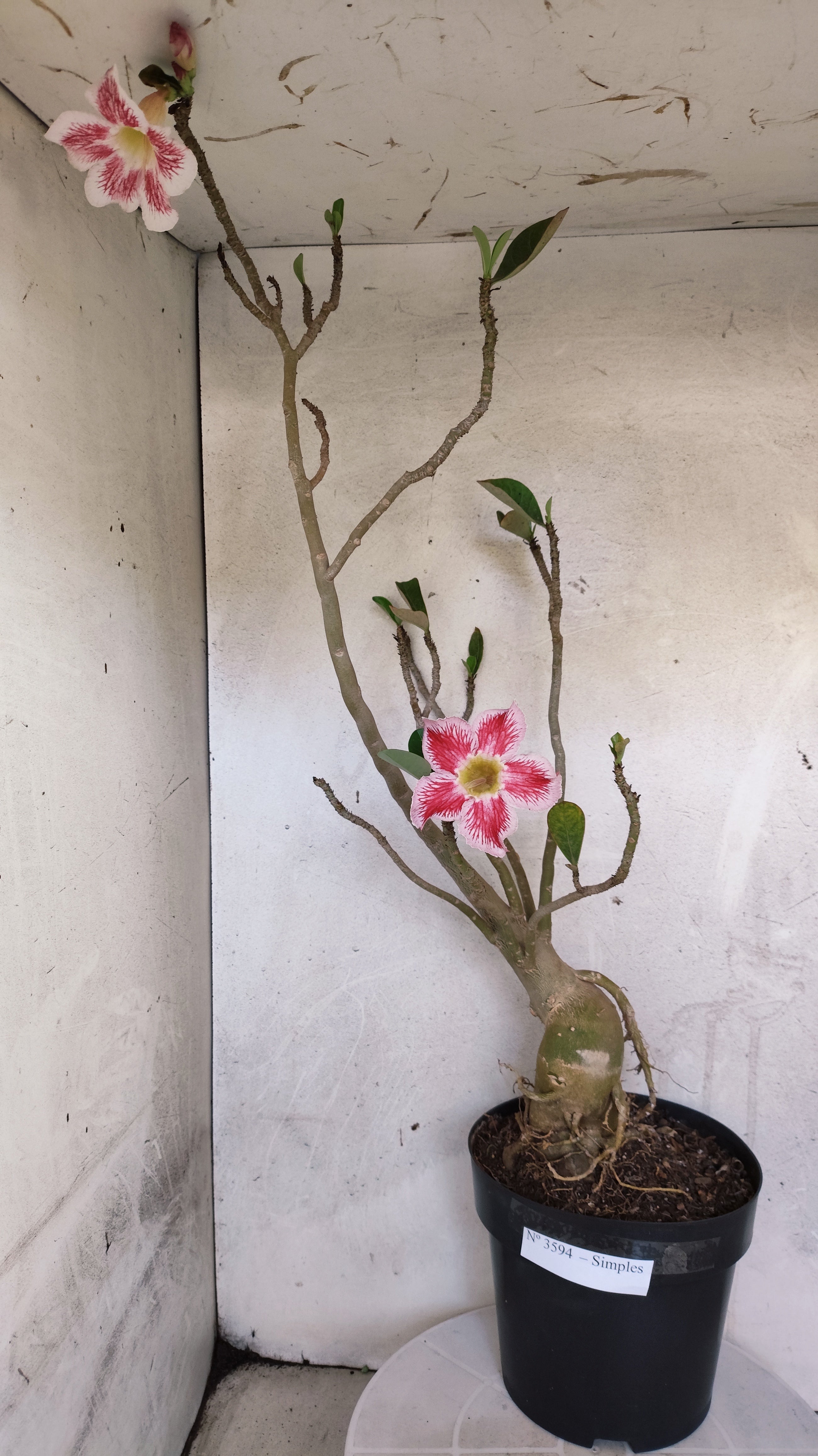 Planta Simples 3594 – 60cm – 04 anos