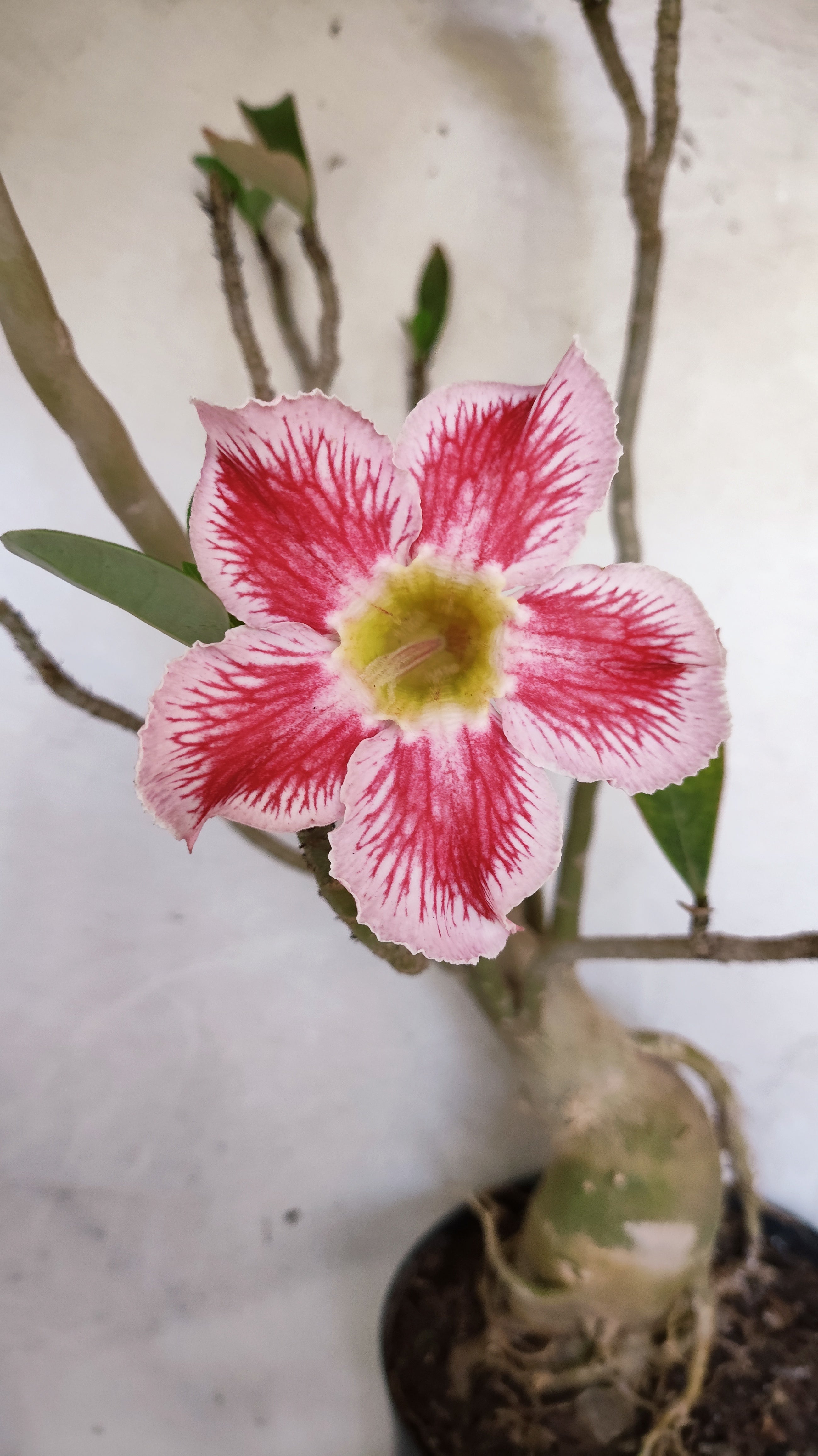 Planta Simples 3594 – 60cm – 04 anos