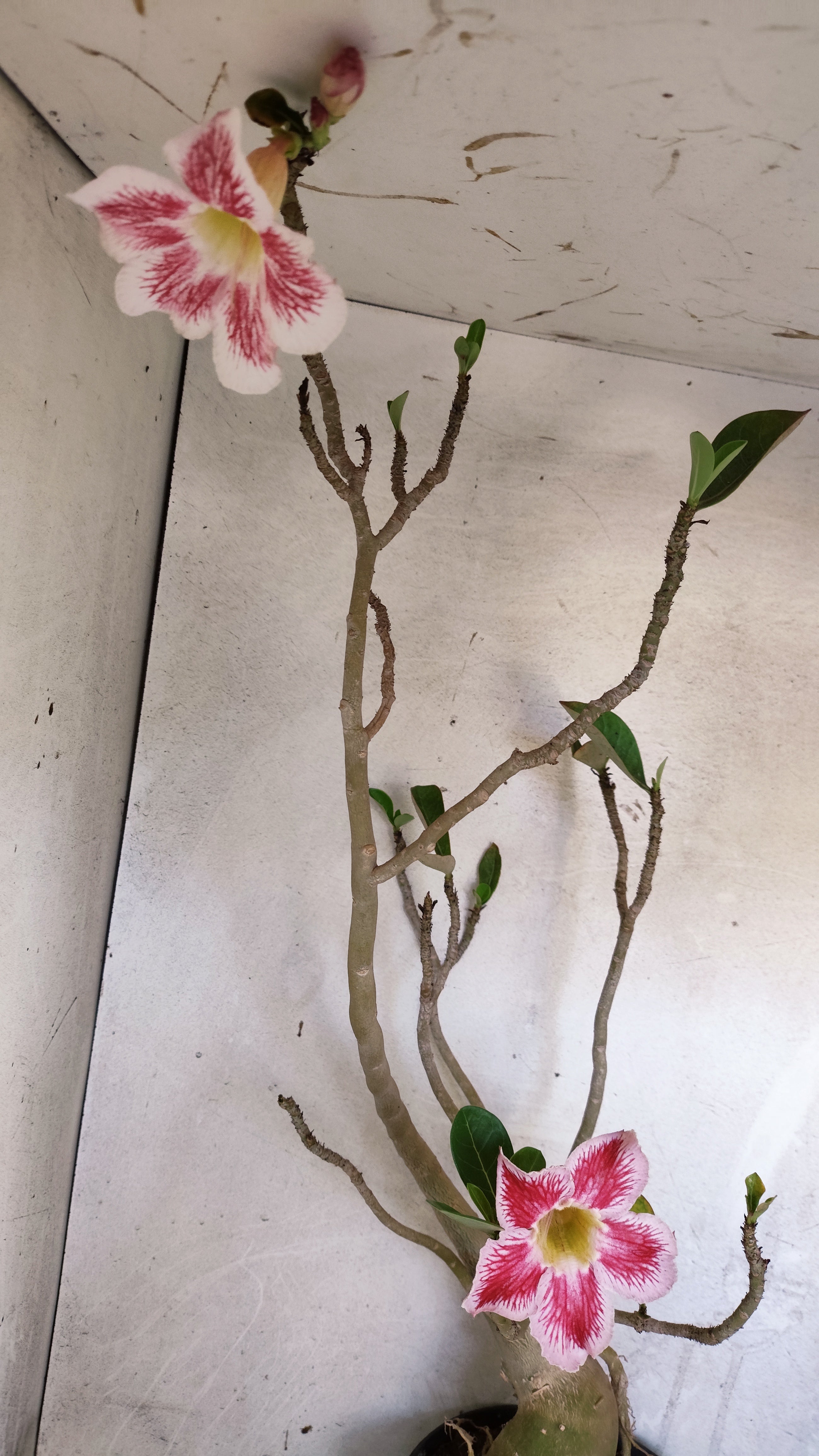 Planta Simples 3594 – 60cm – 04 anos