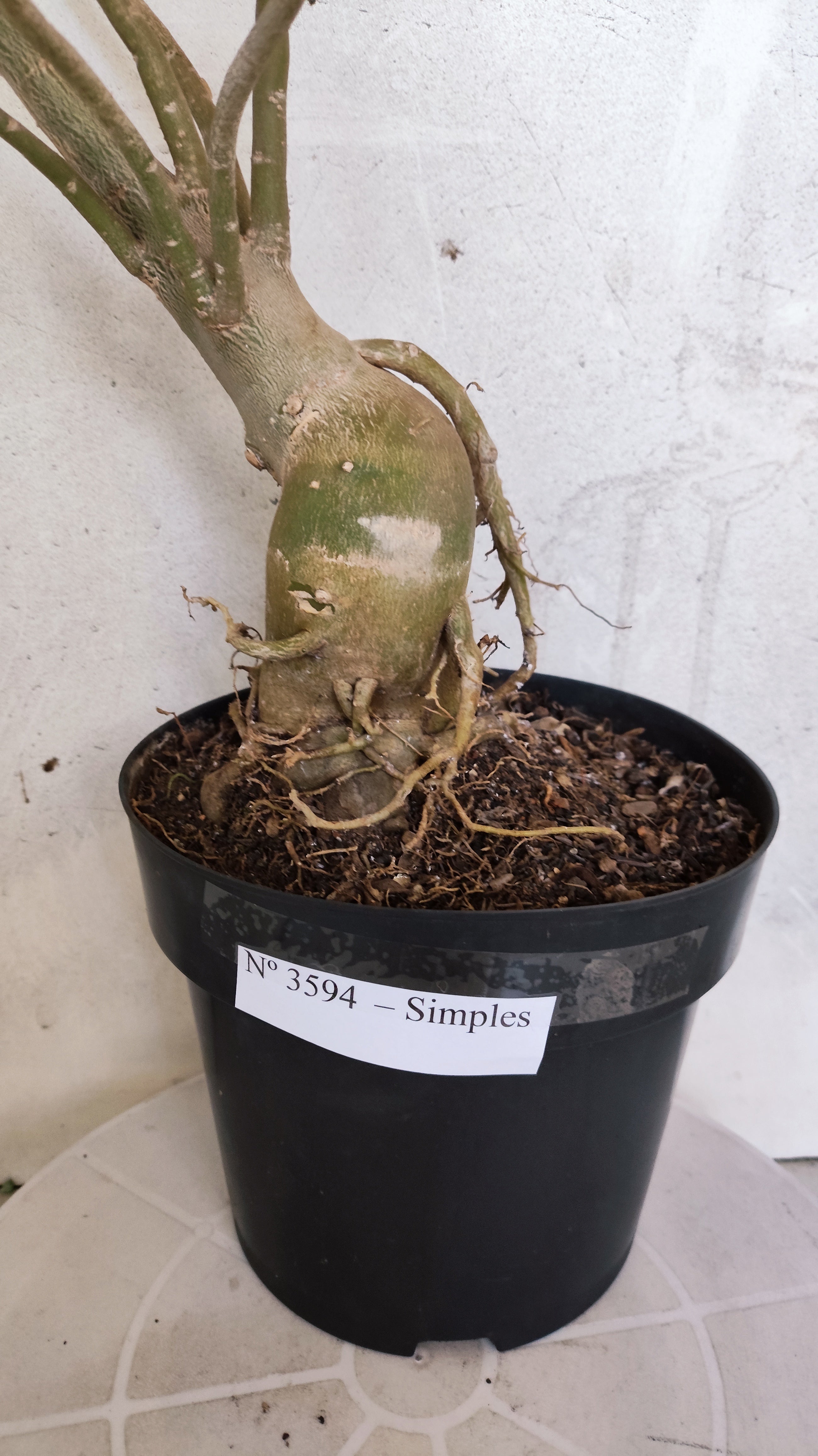 Planta Simples 3594 – 60cm – 04 anos