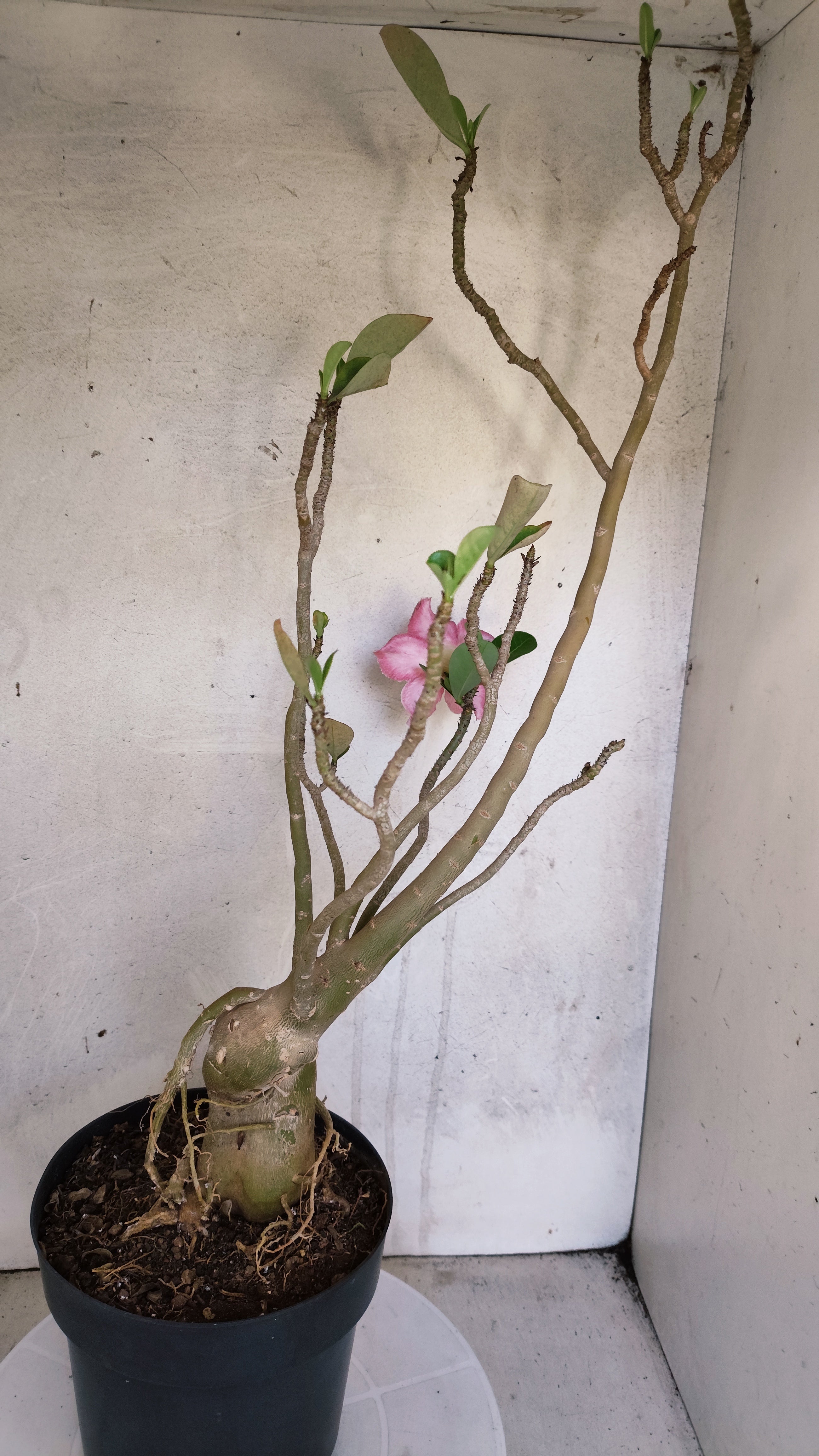 Planta Simples 3594 – 60cm – 04 anos