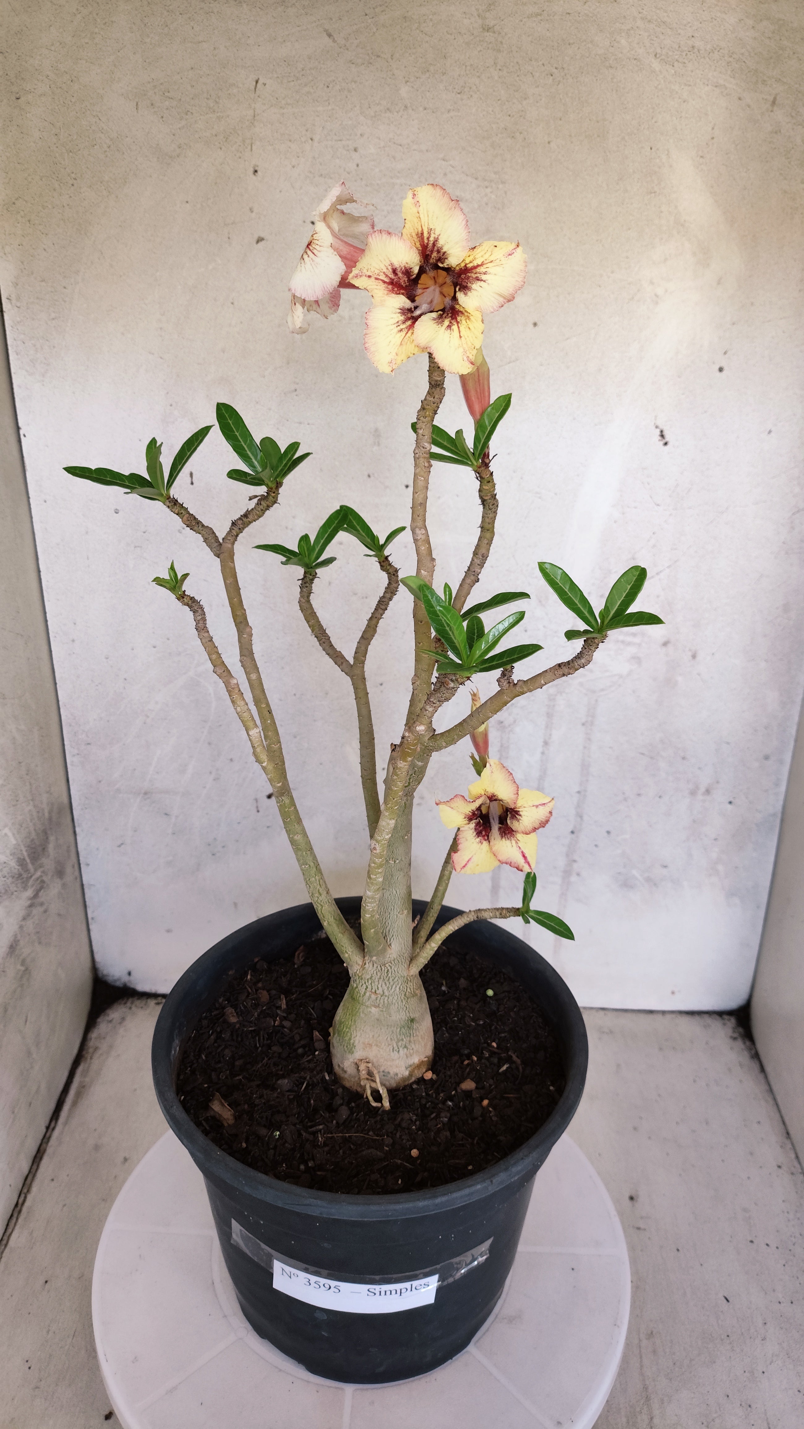 Planta Simples 3595 – 40cm – 03 anos