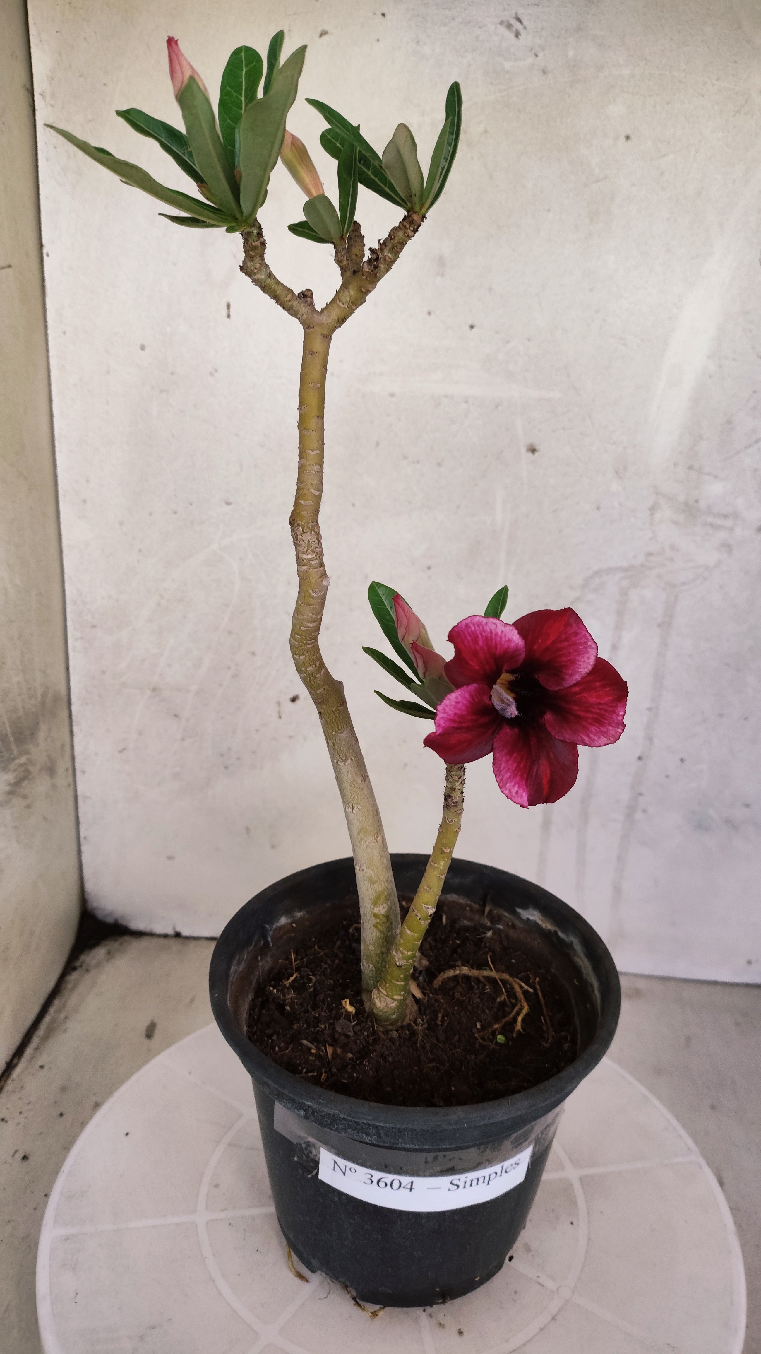 Planta Simples 3604 – 30cm – 02 anos